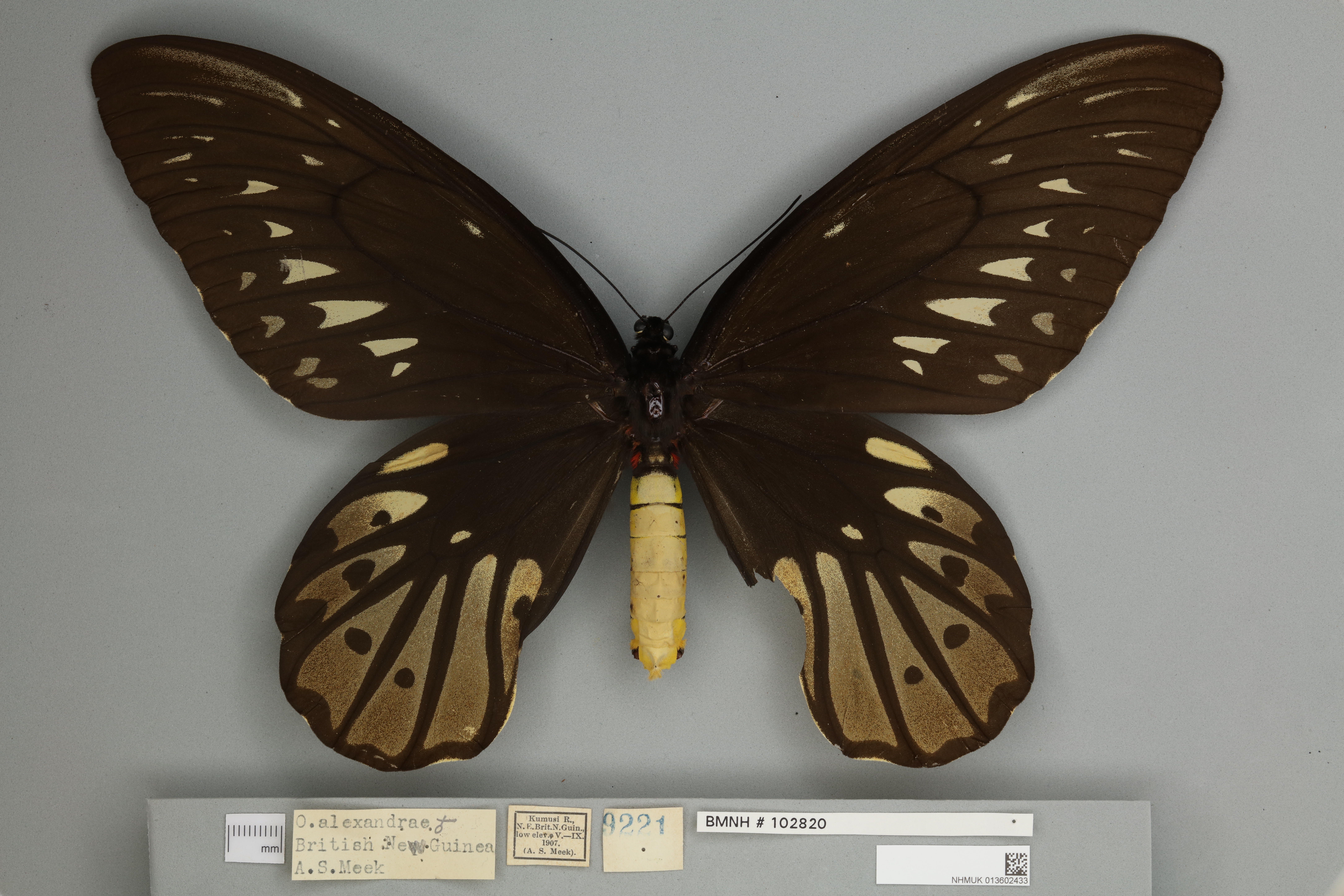 Queen Alexandra's Birdwing