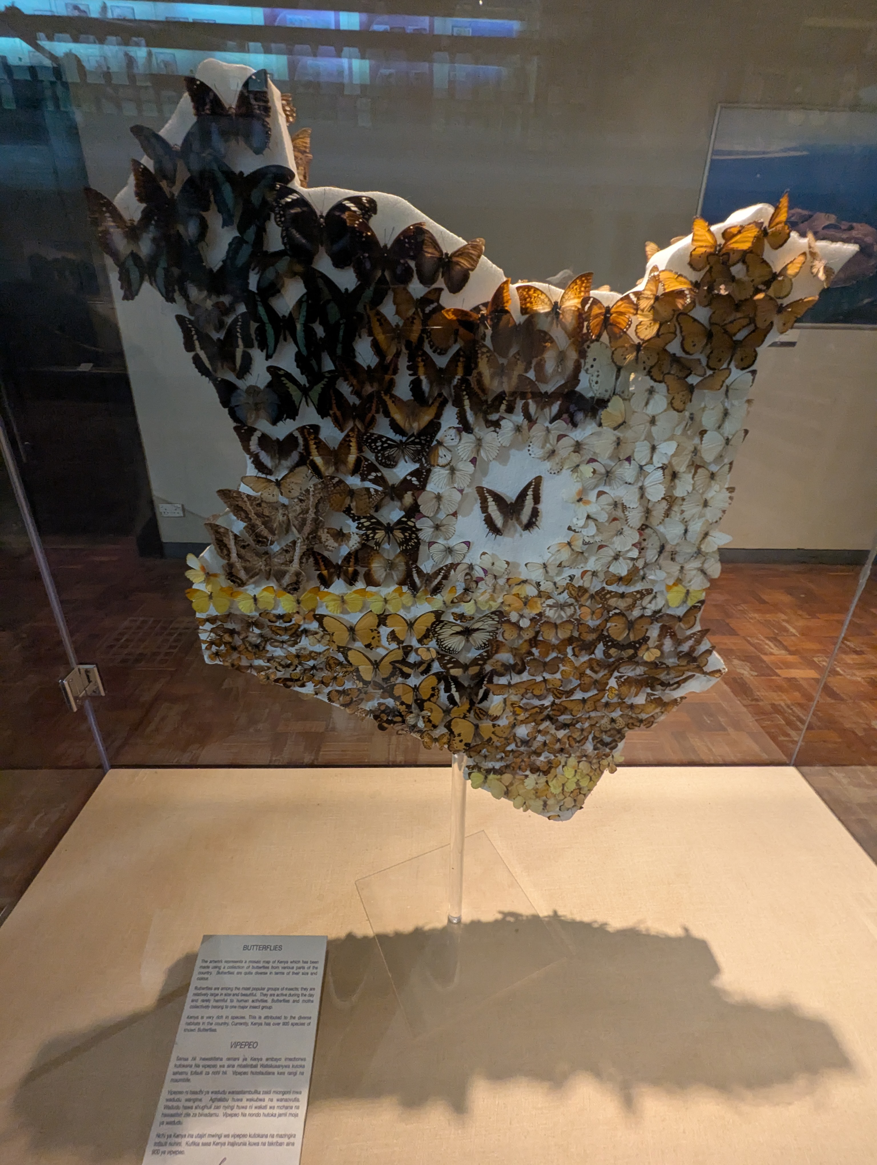 N/A (Art installation of multiple Kenyan butterfly species)