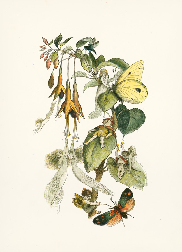 Six-spot Burnet Moth