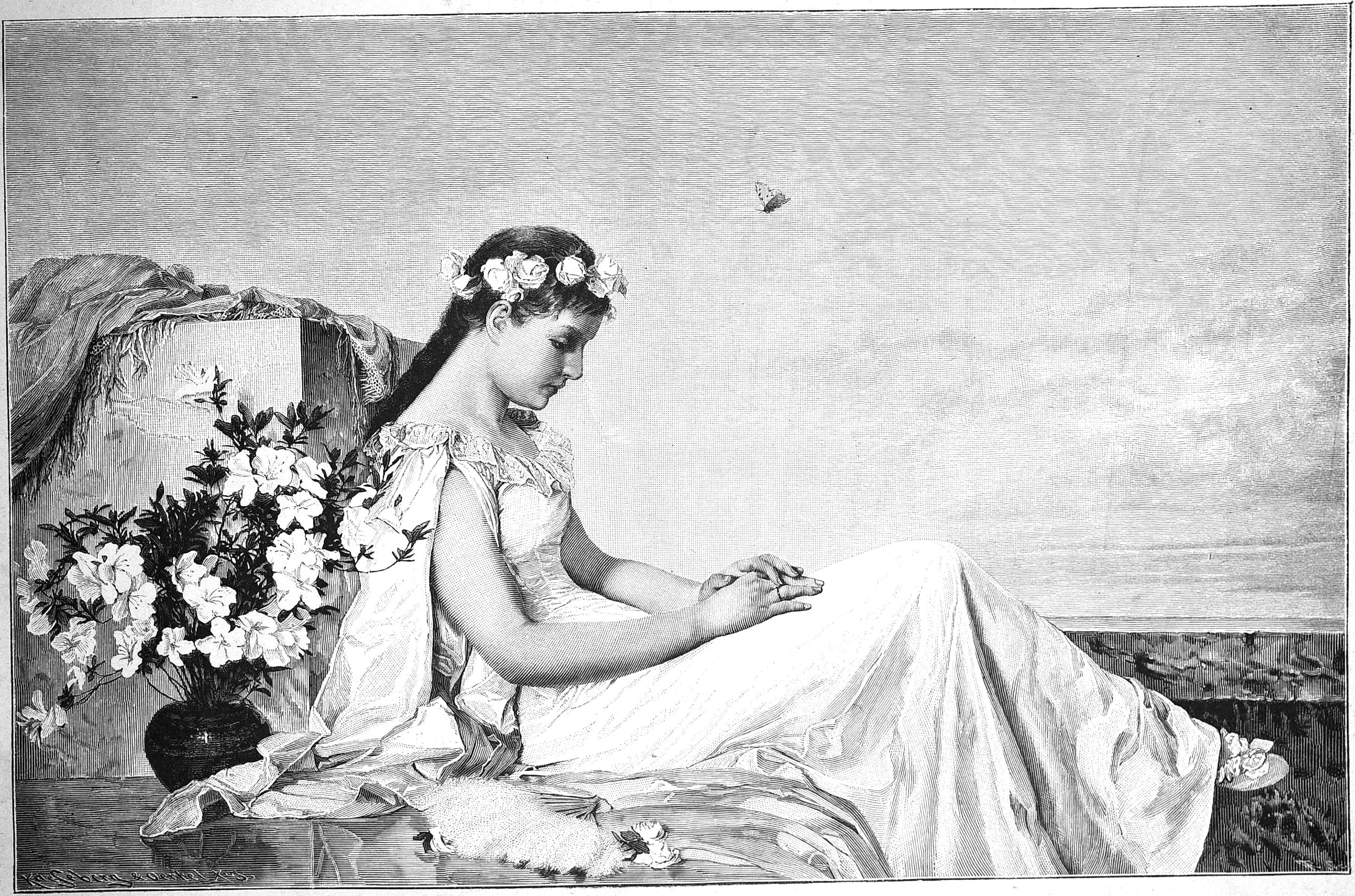 Undetermined butterfly species