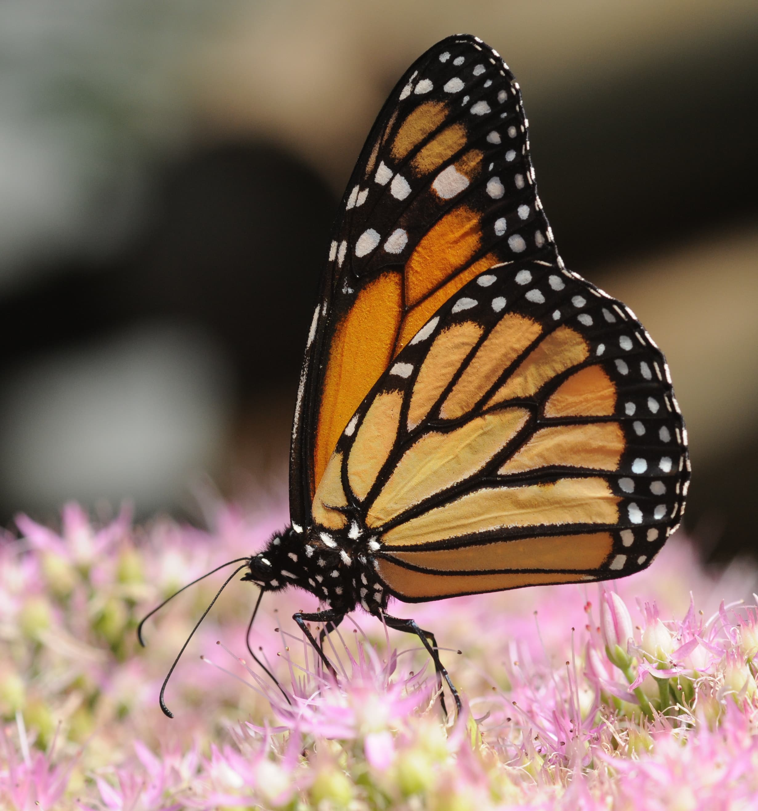 Danaus plexippus