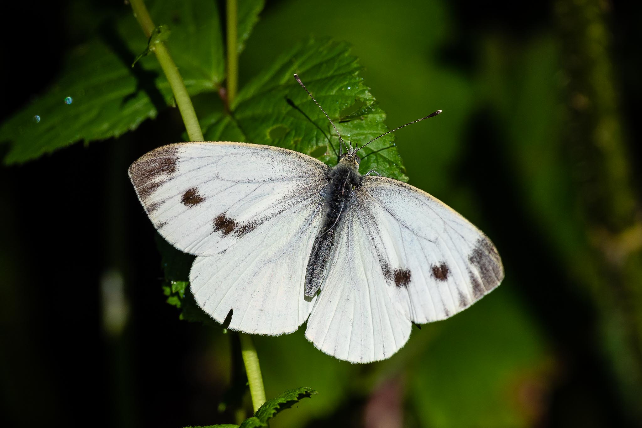 Large White