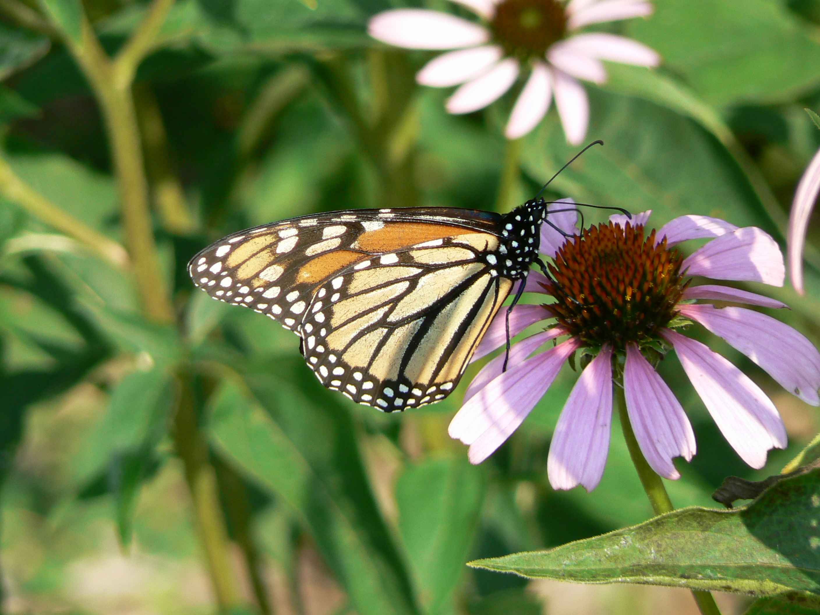 Danaus plexippus