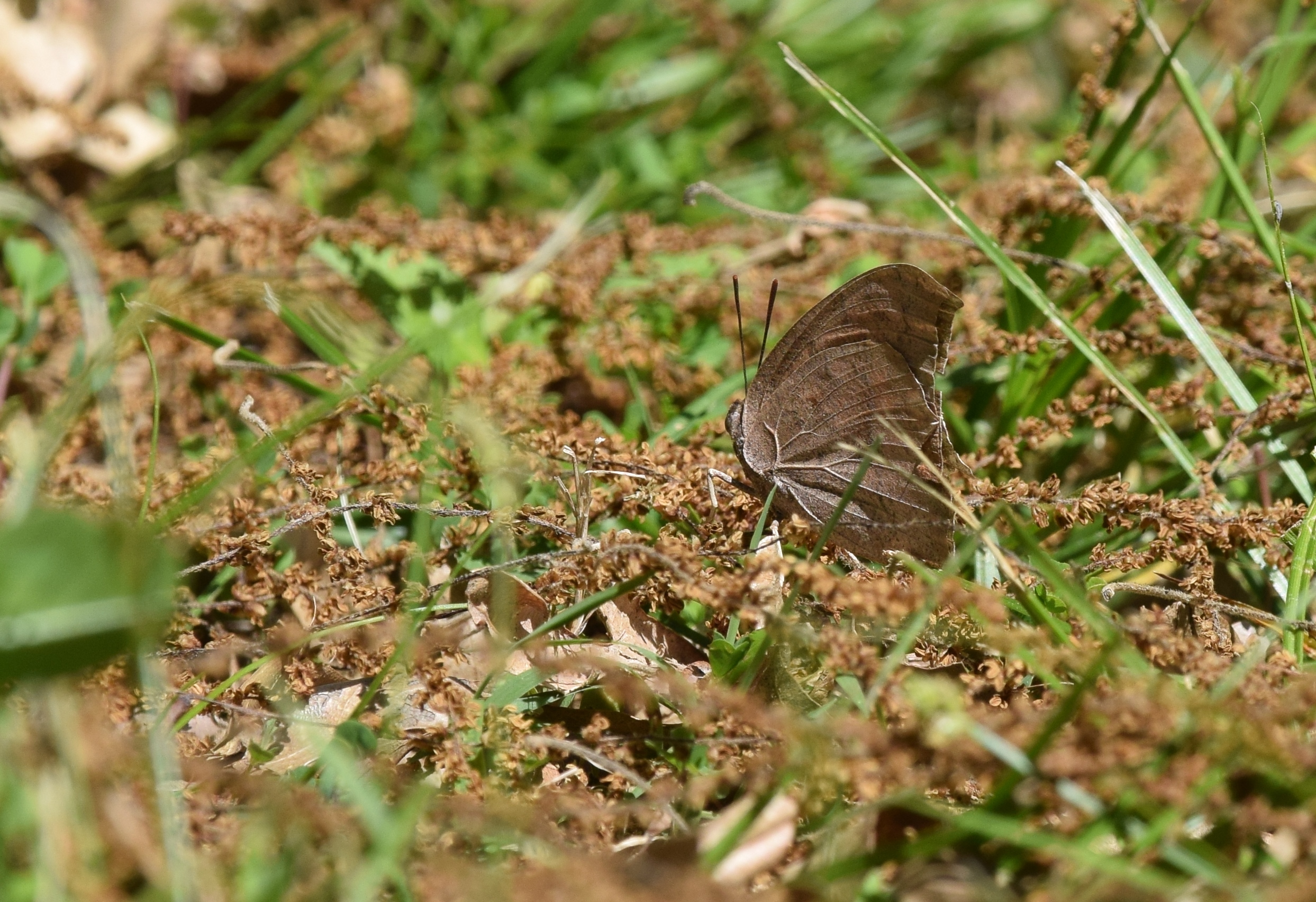 Goatweed Leafwing