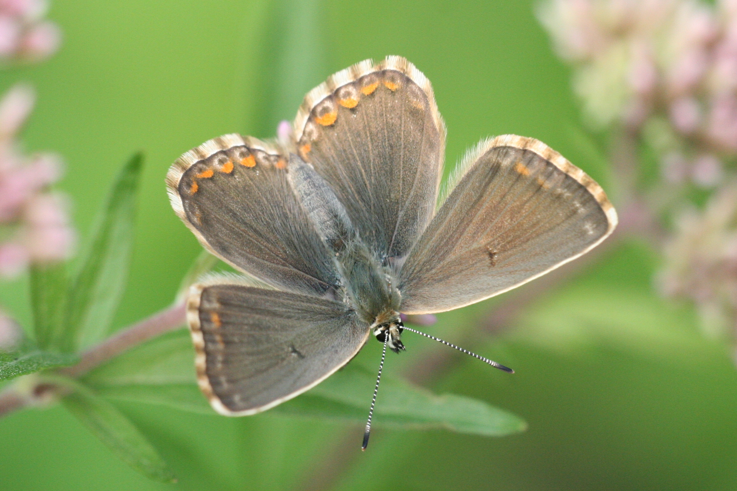 Chalk Hill Blue
