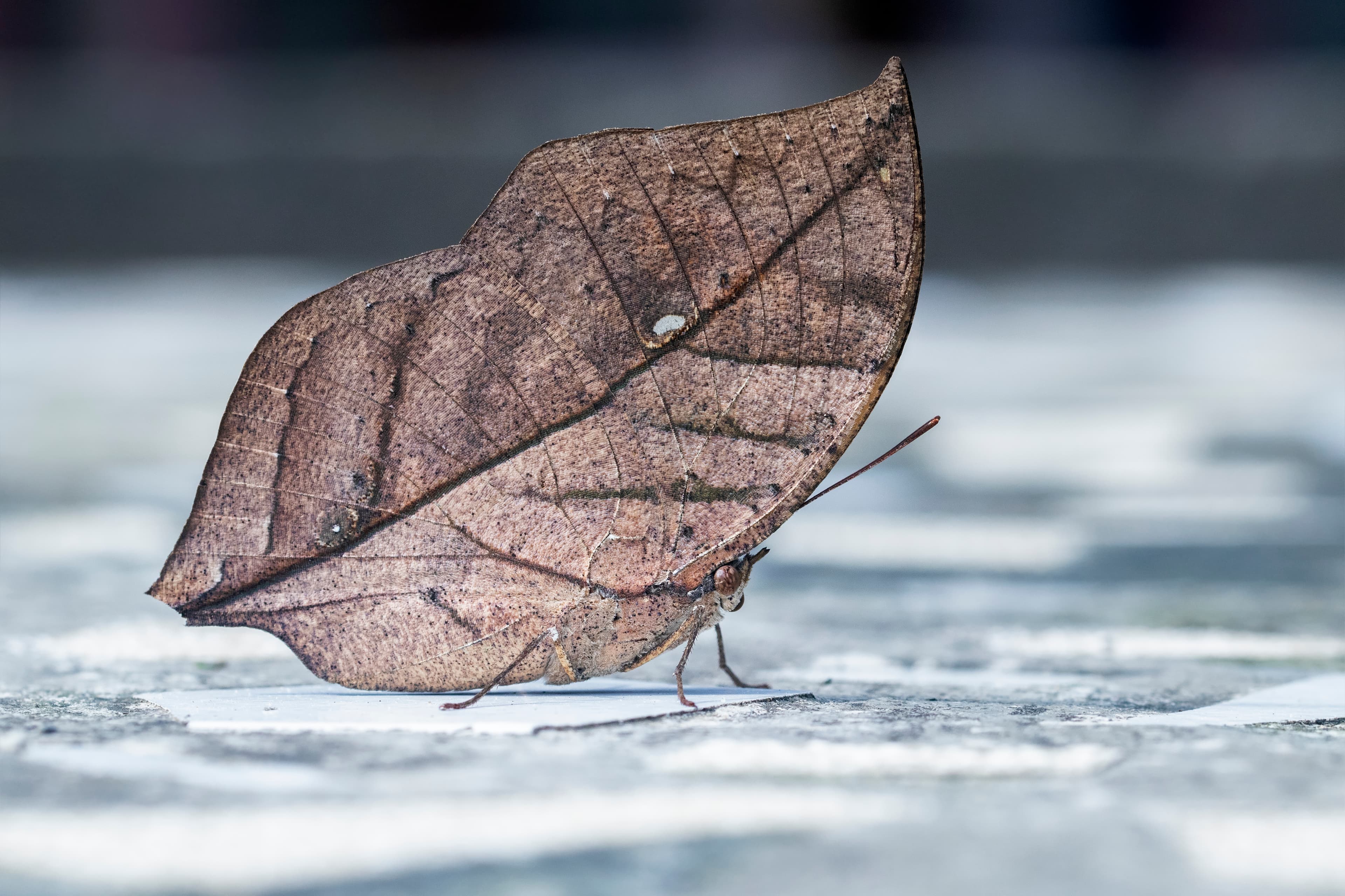 Kallima inachus Doyere, 1840