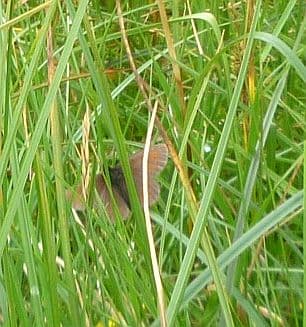Mountain Ringlet