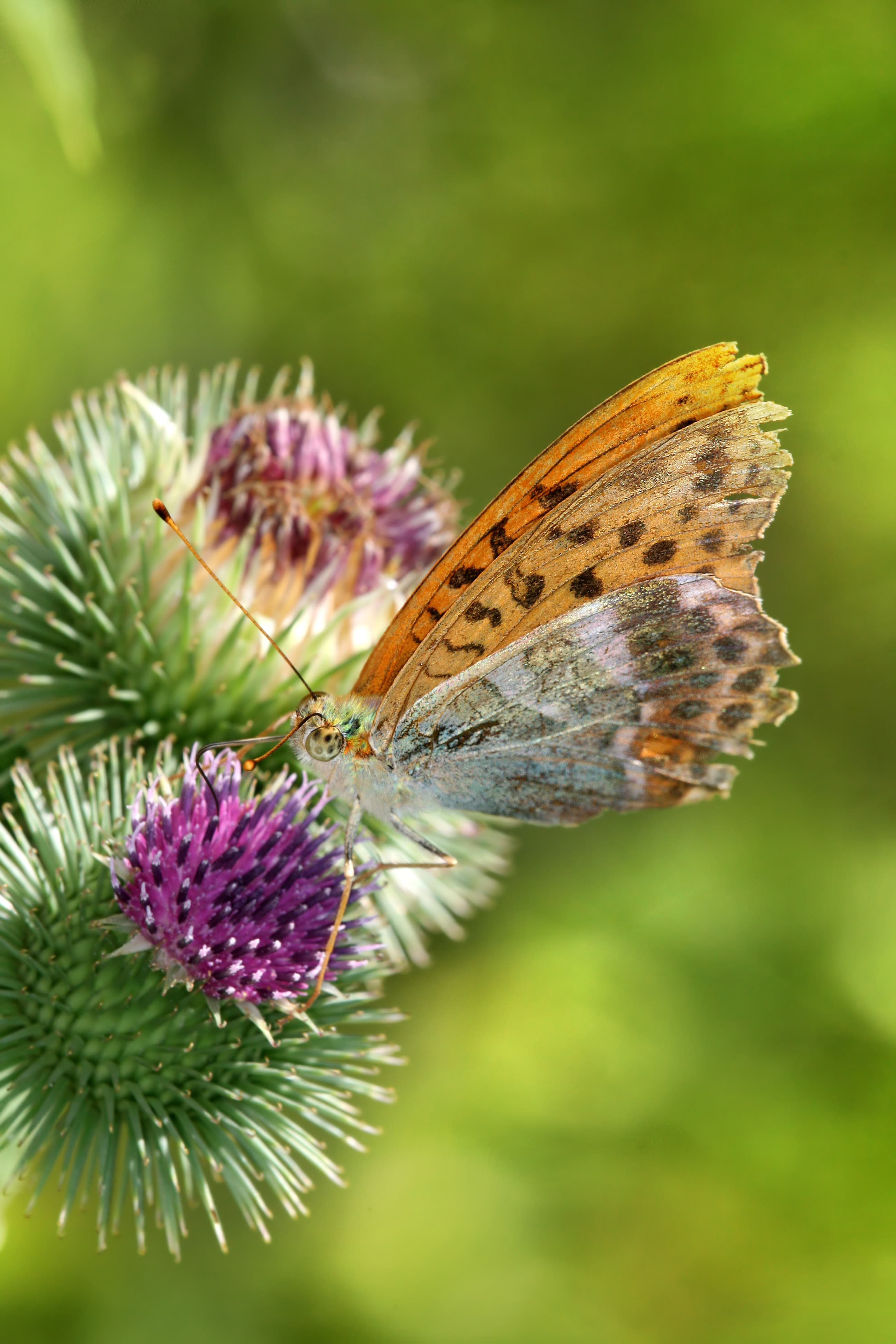 Argynnis paphia