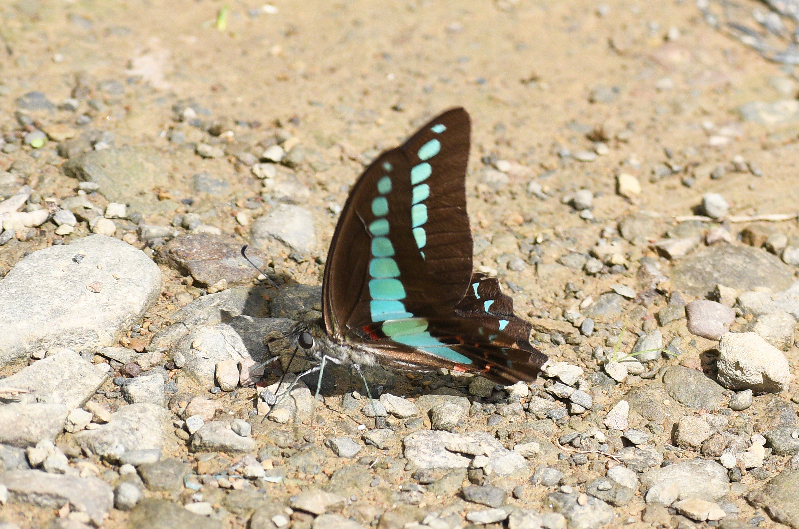 Common Bluebottle
