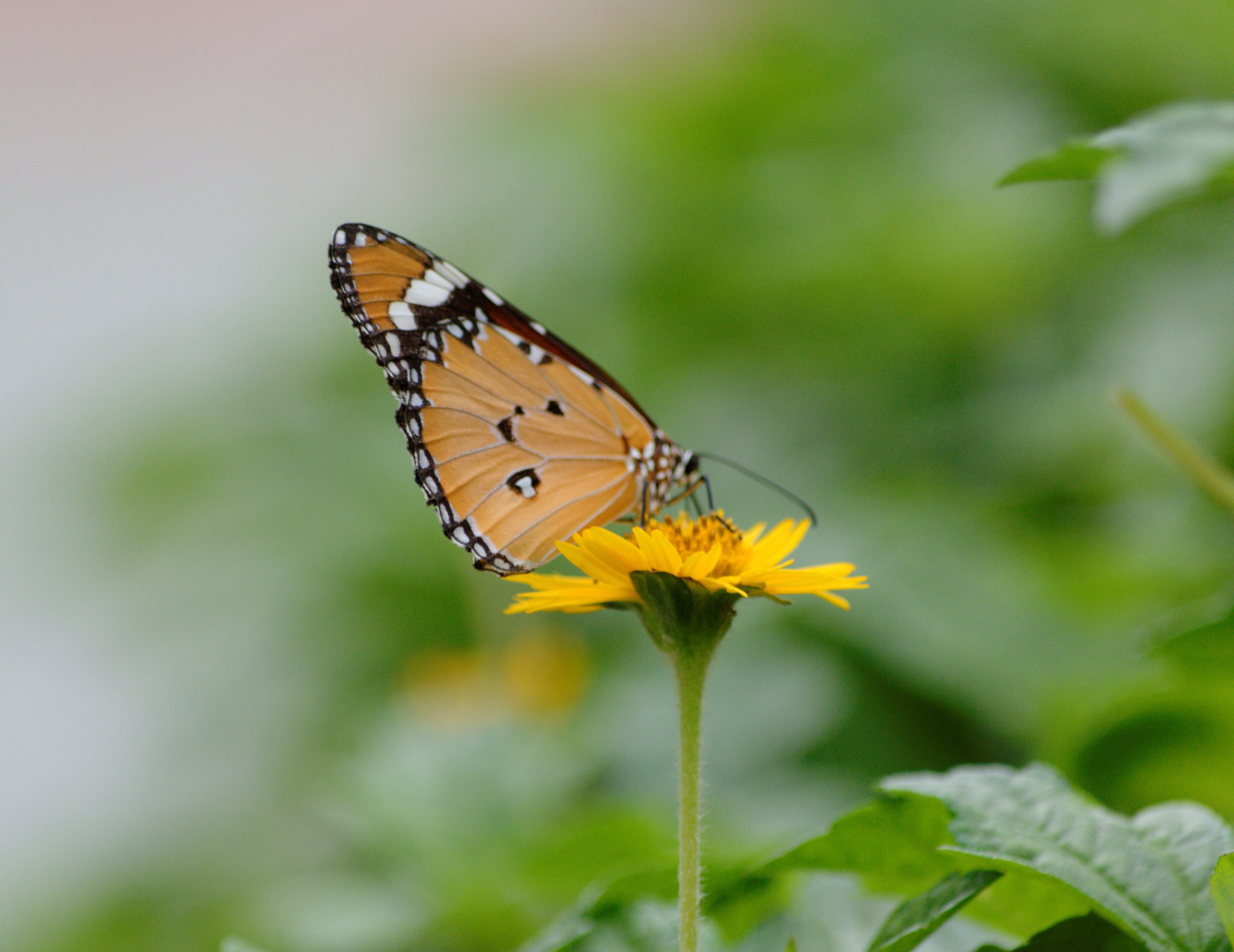 Plain Tiger Butterfly