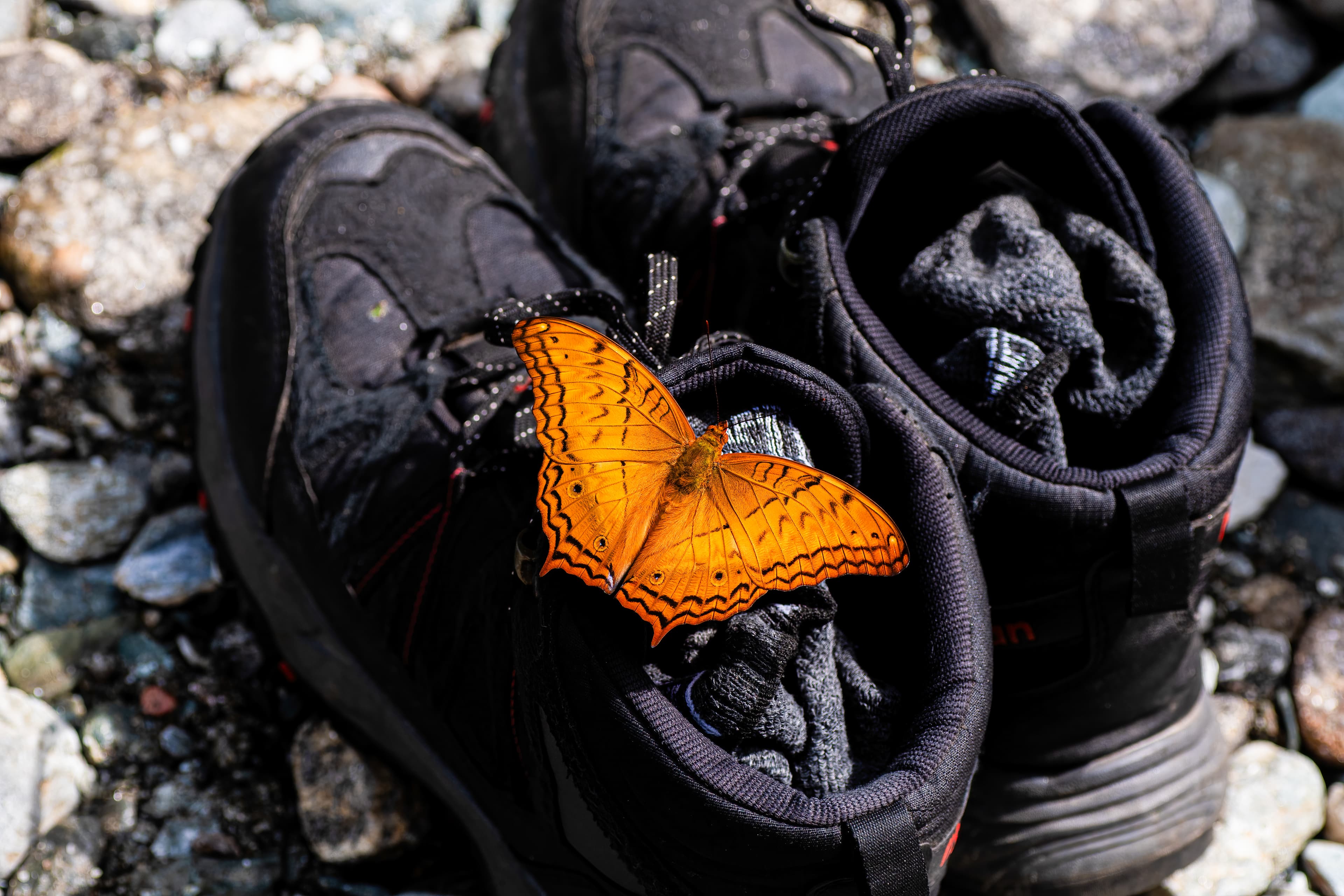 Vindula erota (Fabricius, 1793)