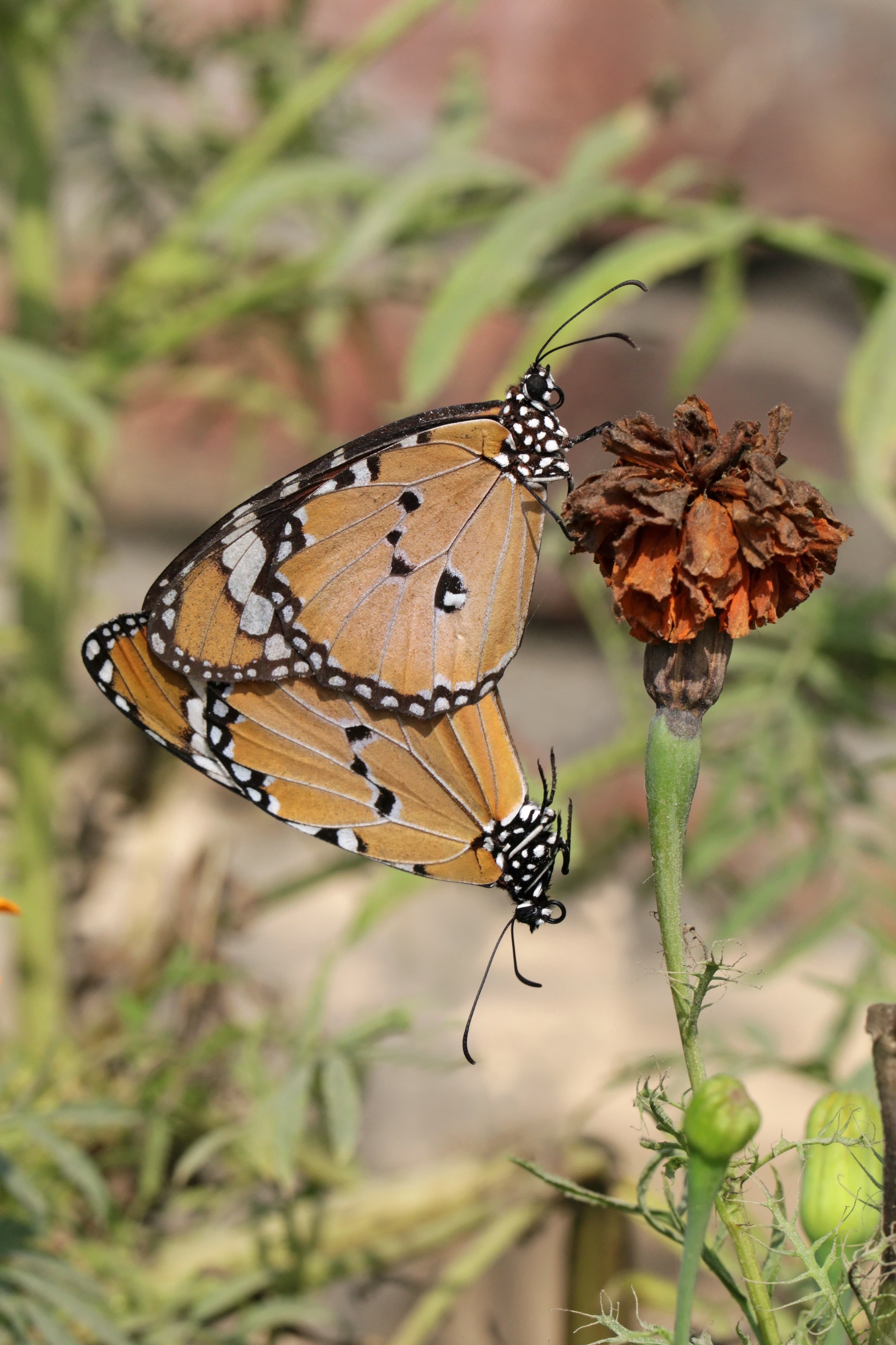 Danaus chrysippus chrysippus