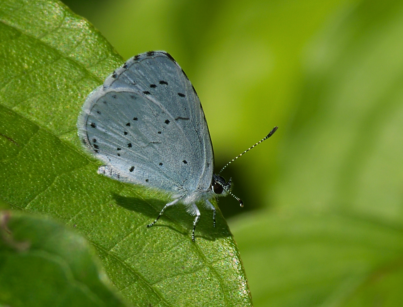 Celastrina argiolus