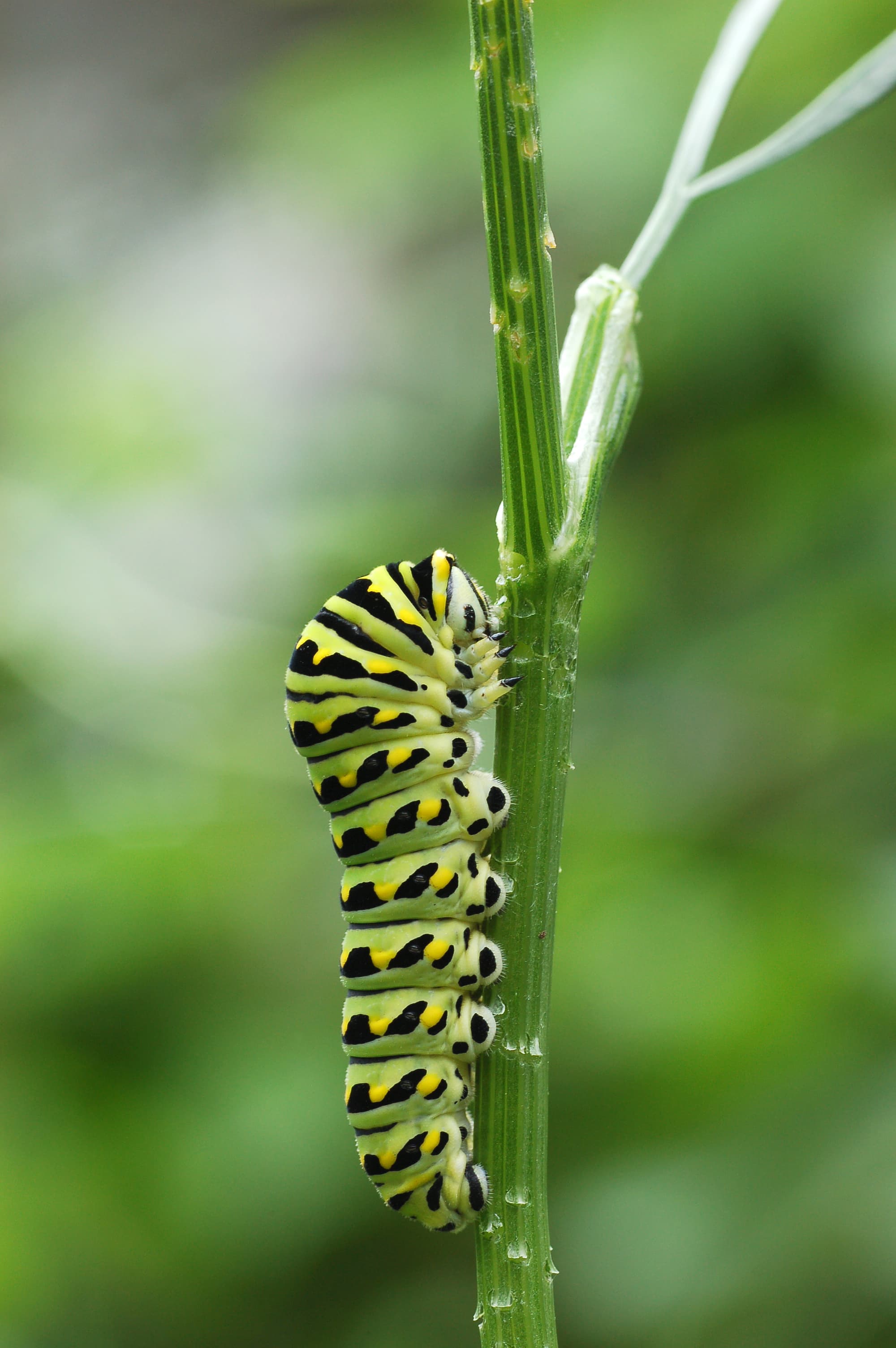 Papilio polyxenes