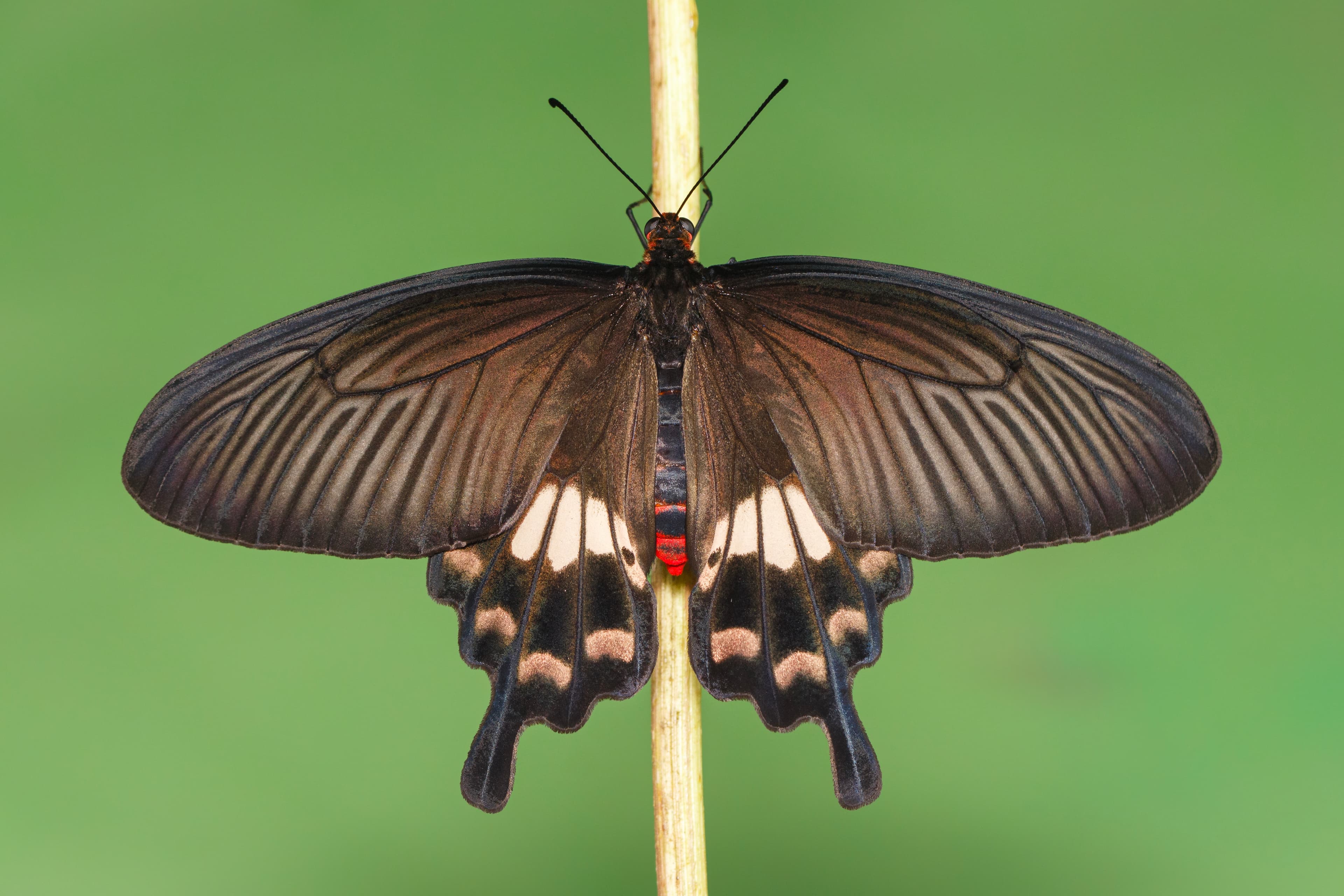 Pachliopta aristolochiae