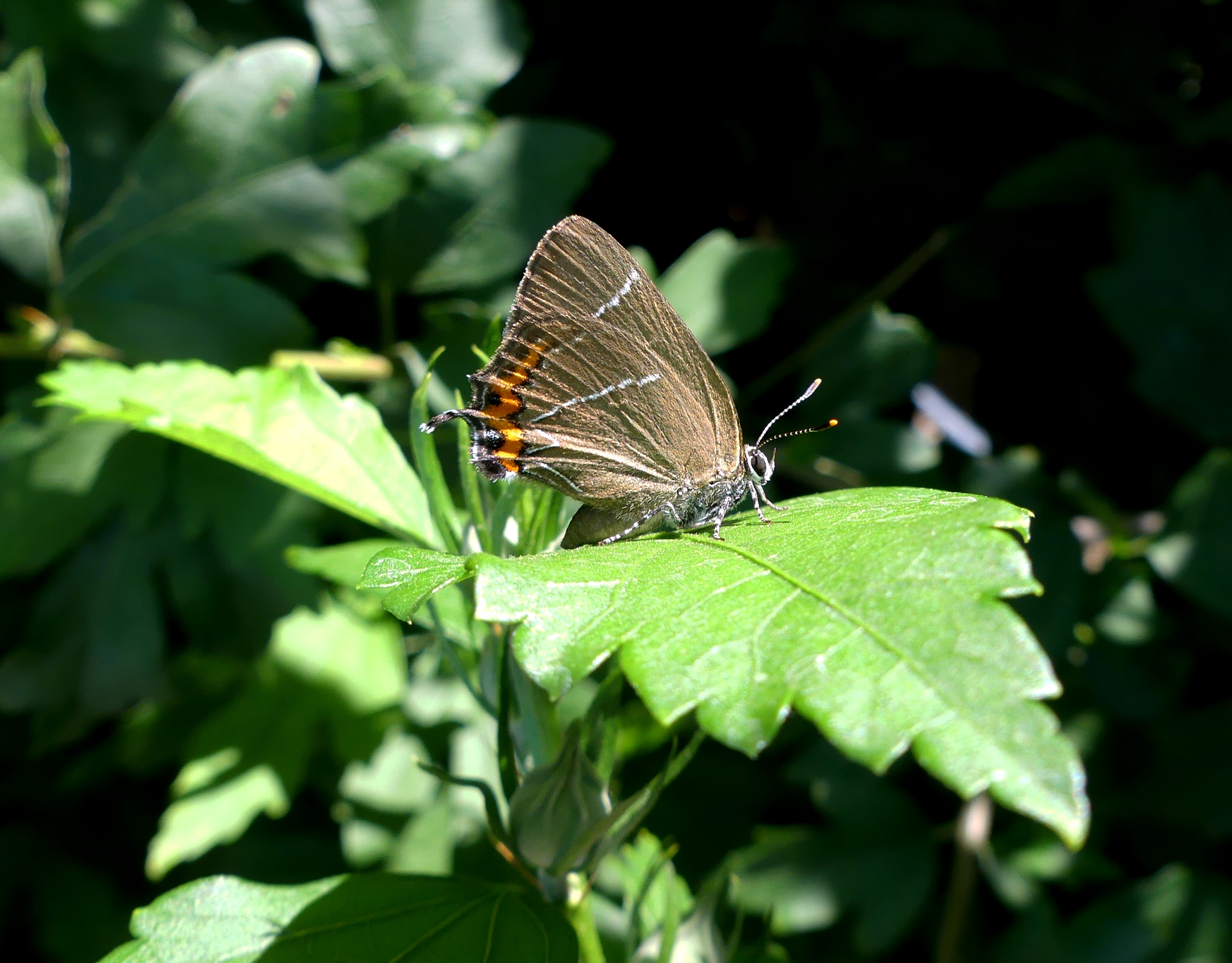 White-letter Hairstreak