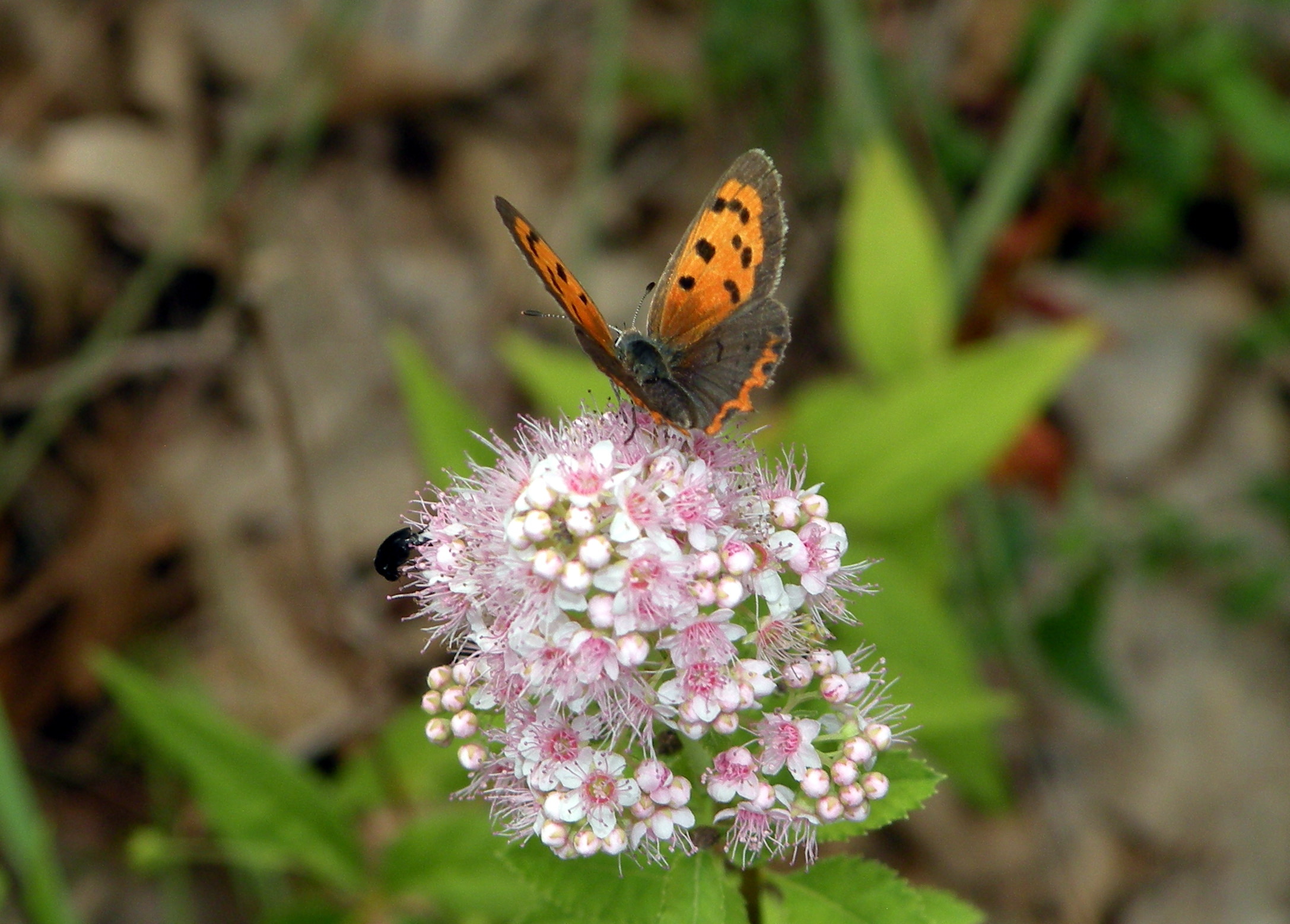 Small Copper