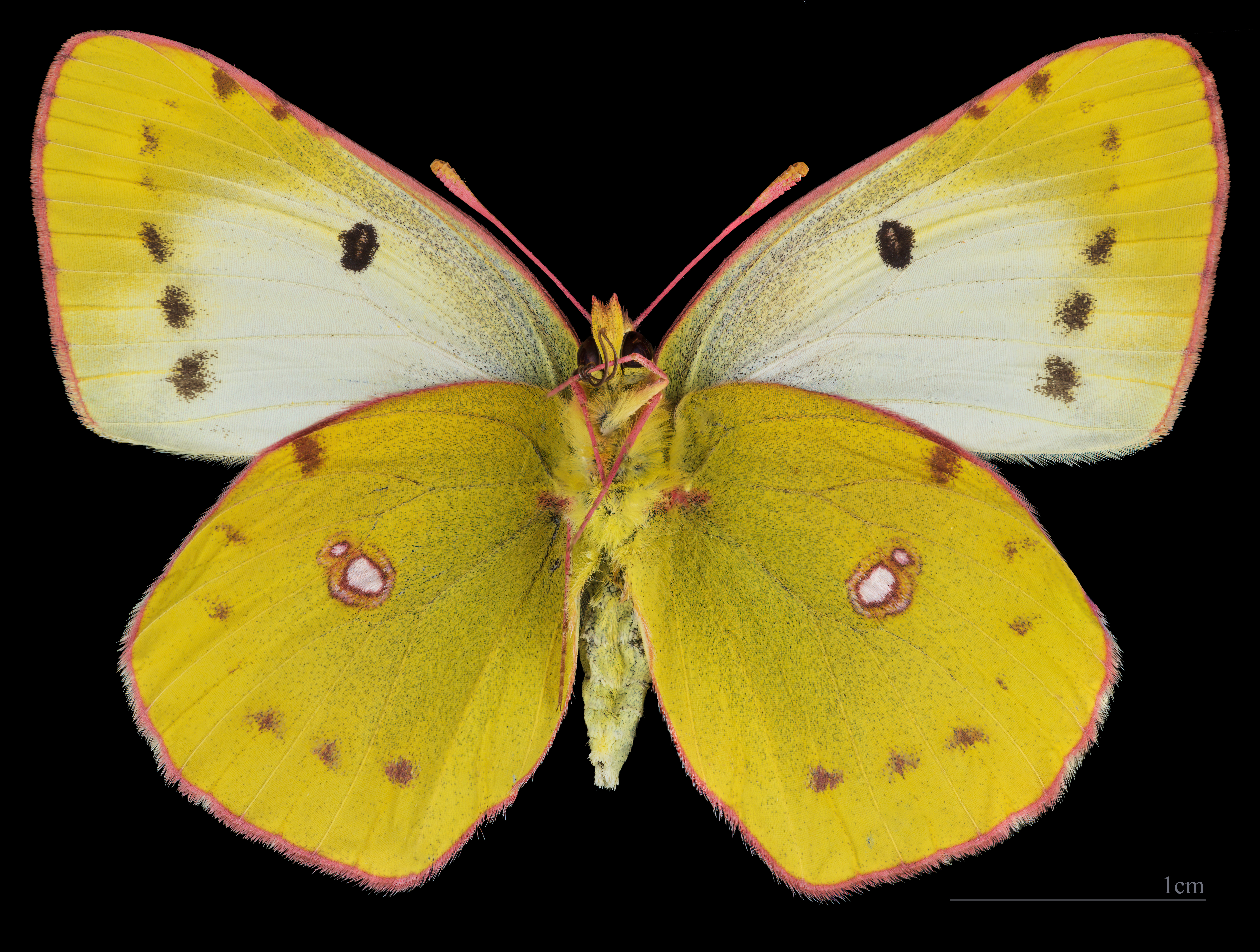 Berger's Clouded Yellow