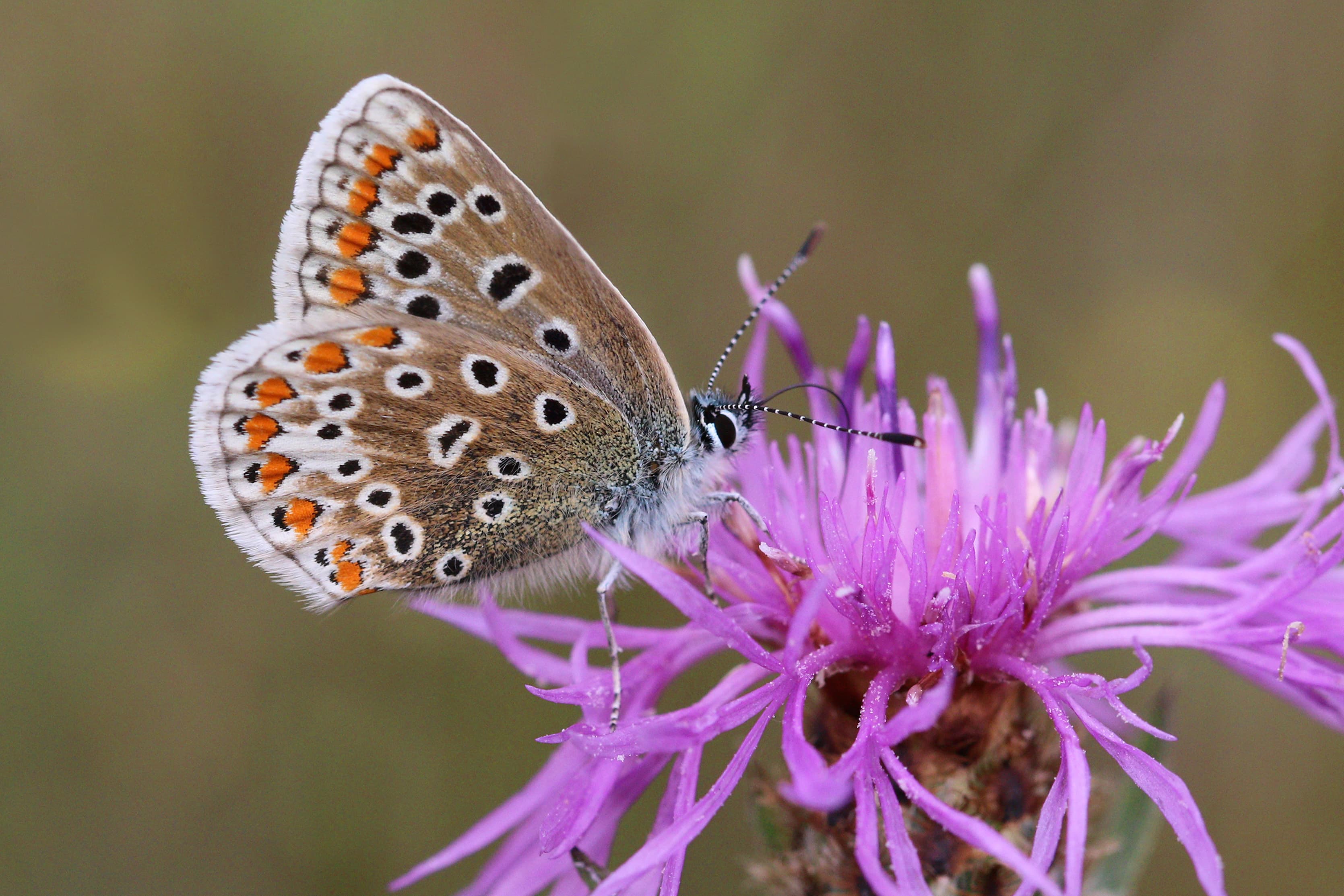 Common Blue