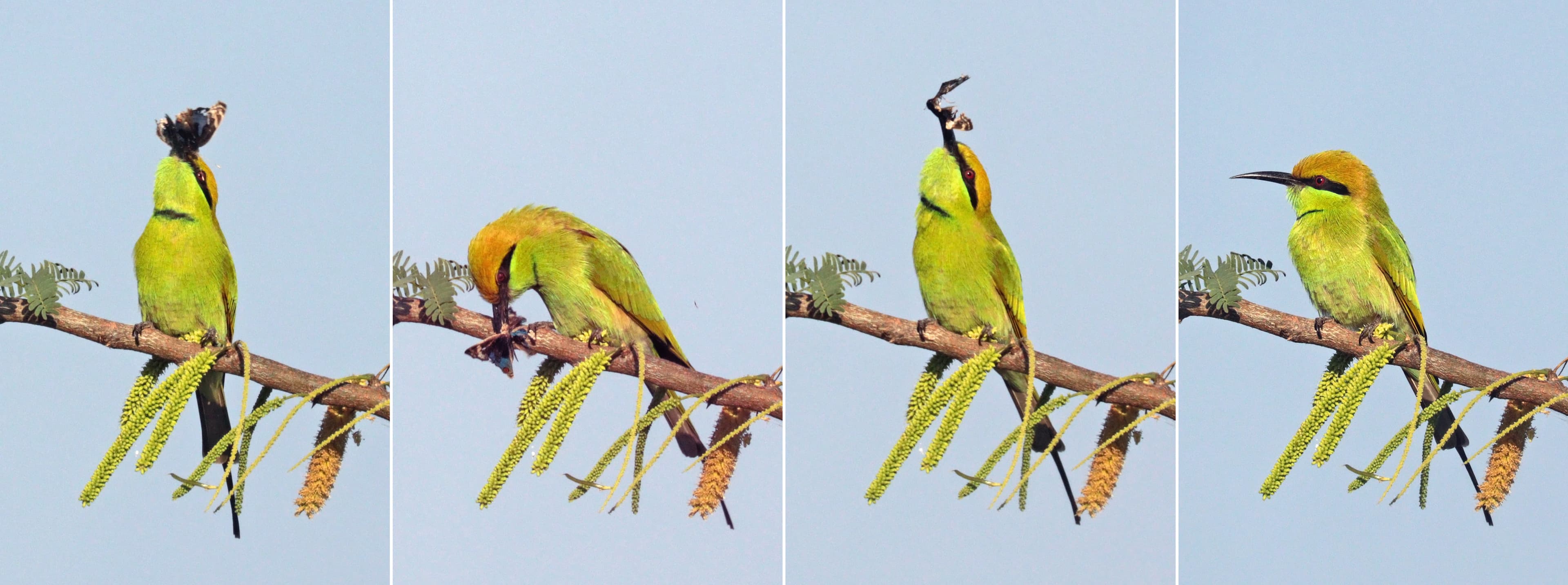 Junonia orithya ocyale