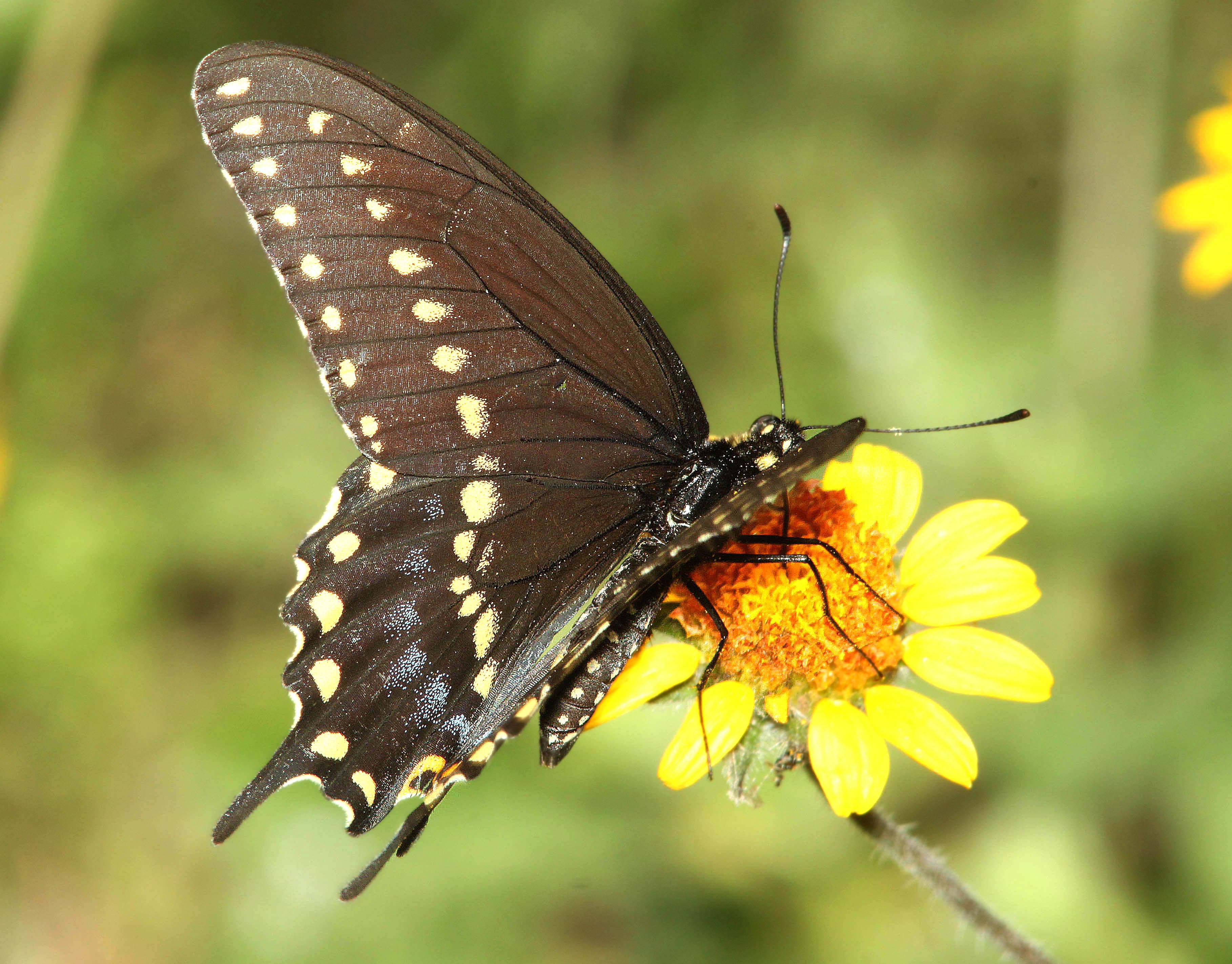 Black Swallowtail