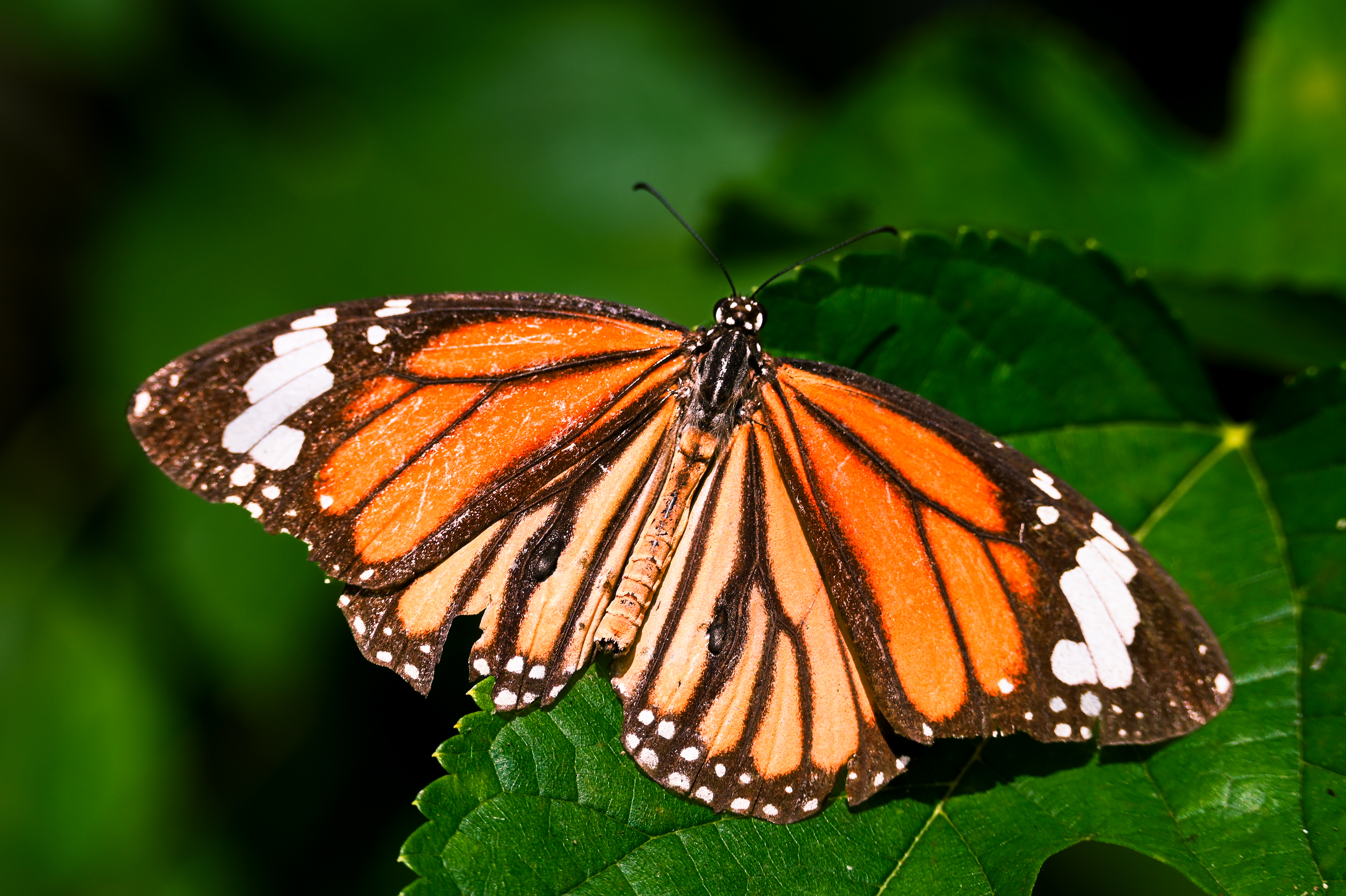Common Tiger butterfly