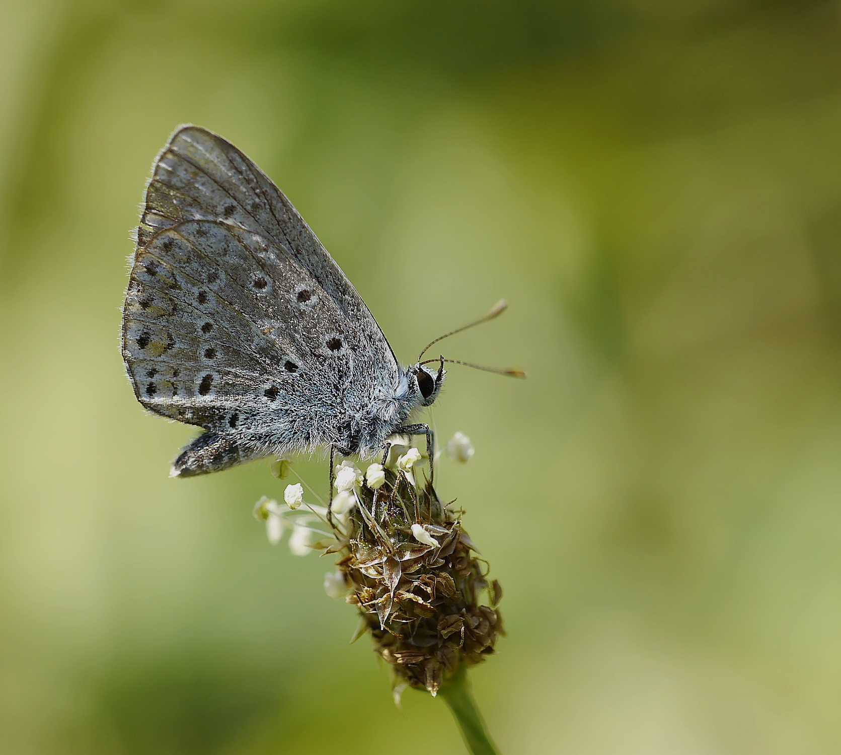 Polyommatus icarus