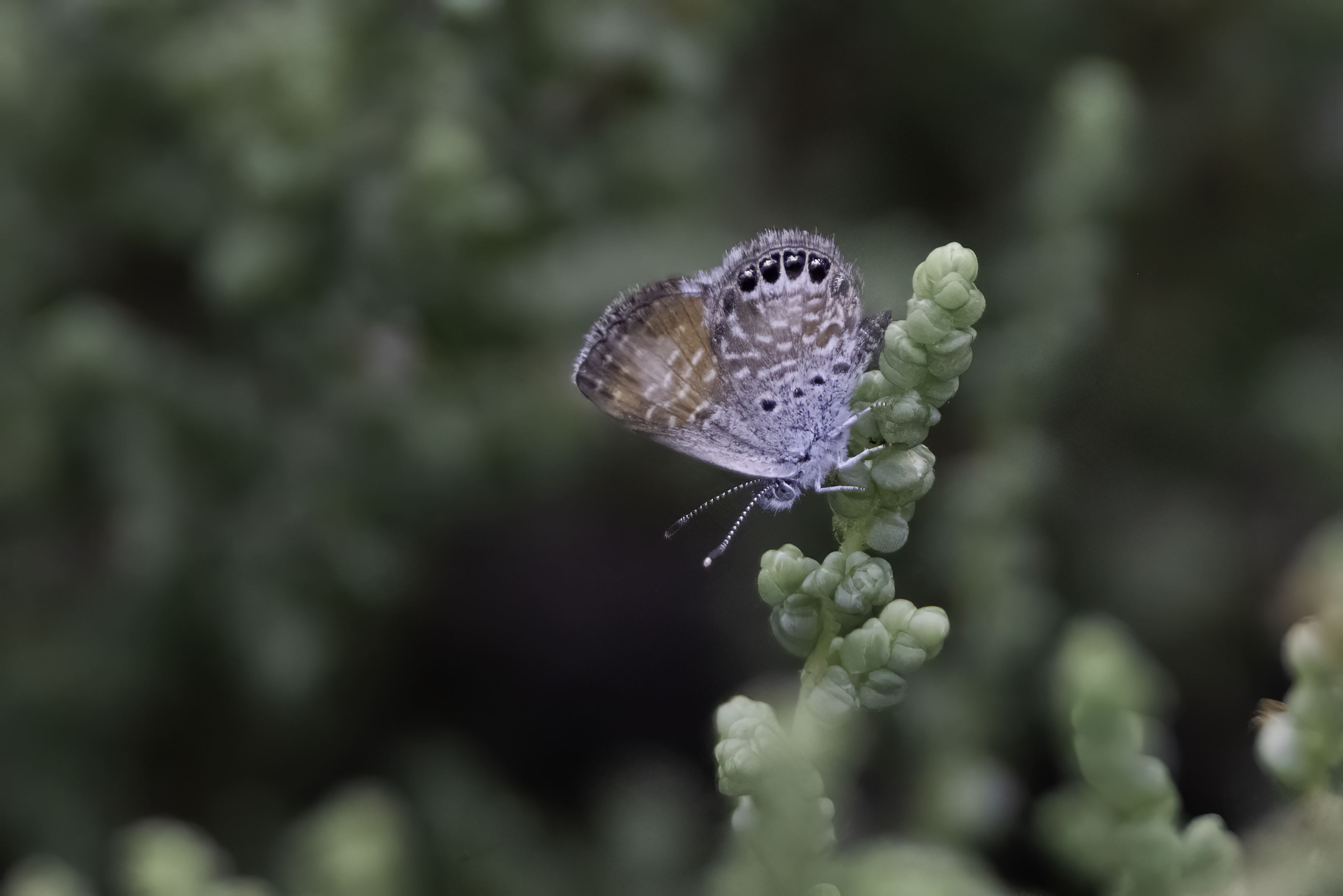 Western Pygmy Blue