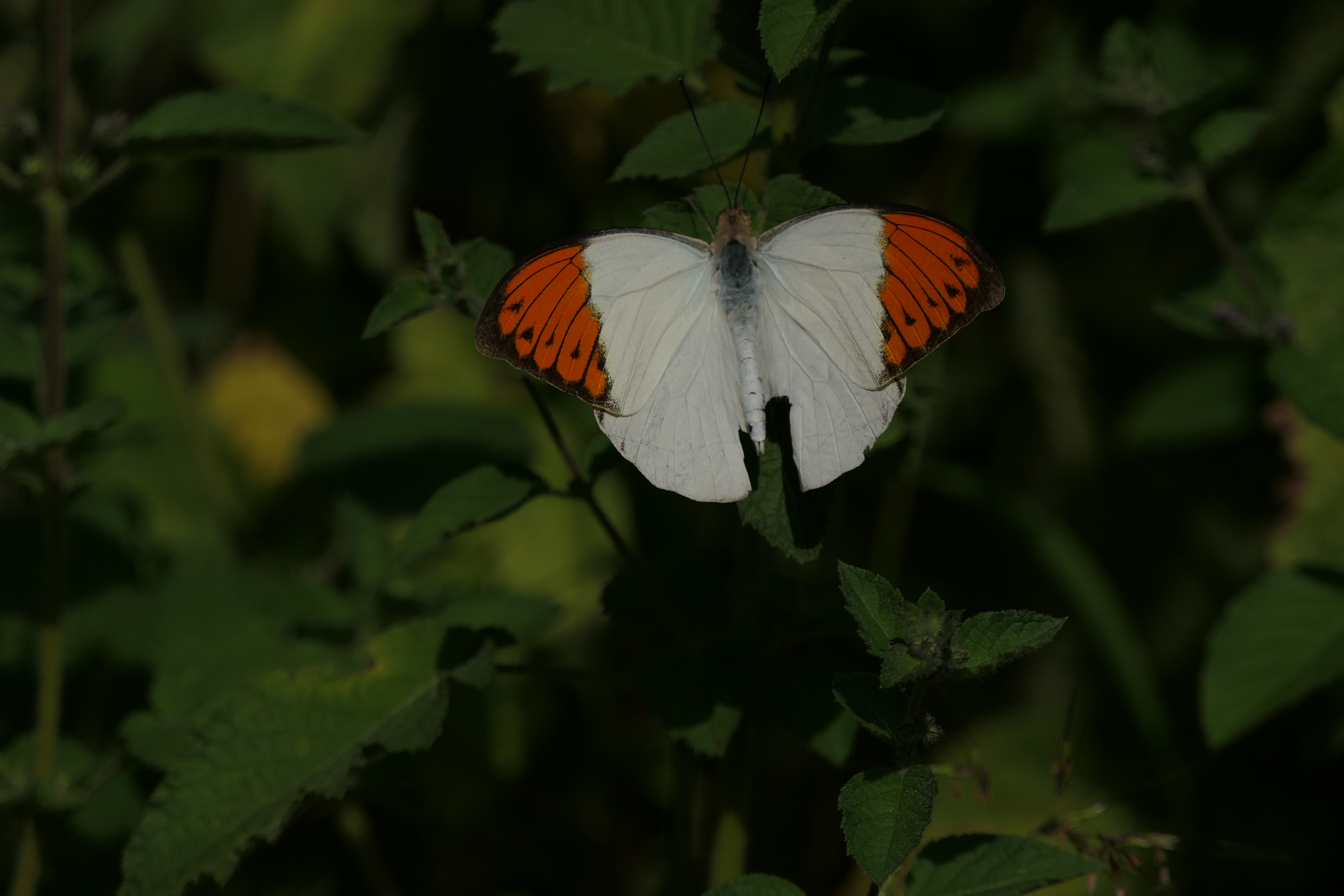 Great Orange Tip