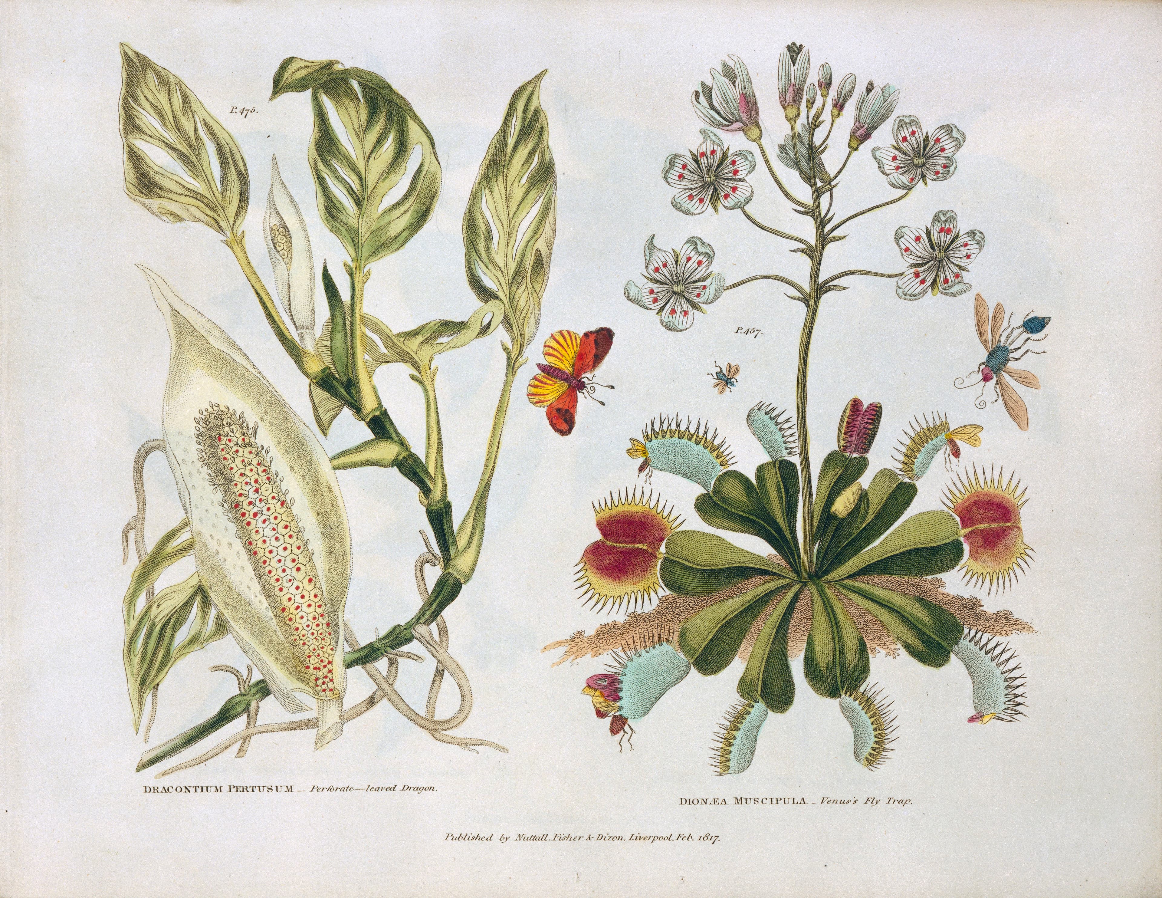 Unknown butterfly species