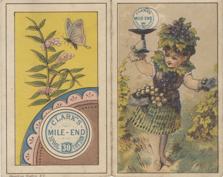 Unidentified Butterfly Illustration