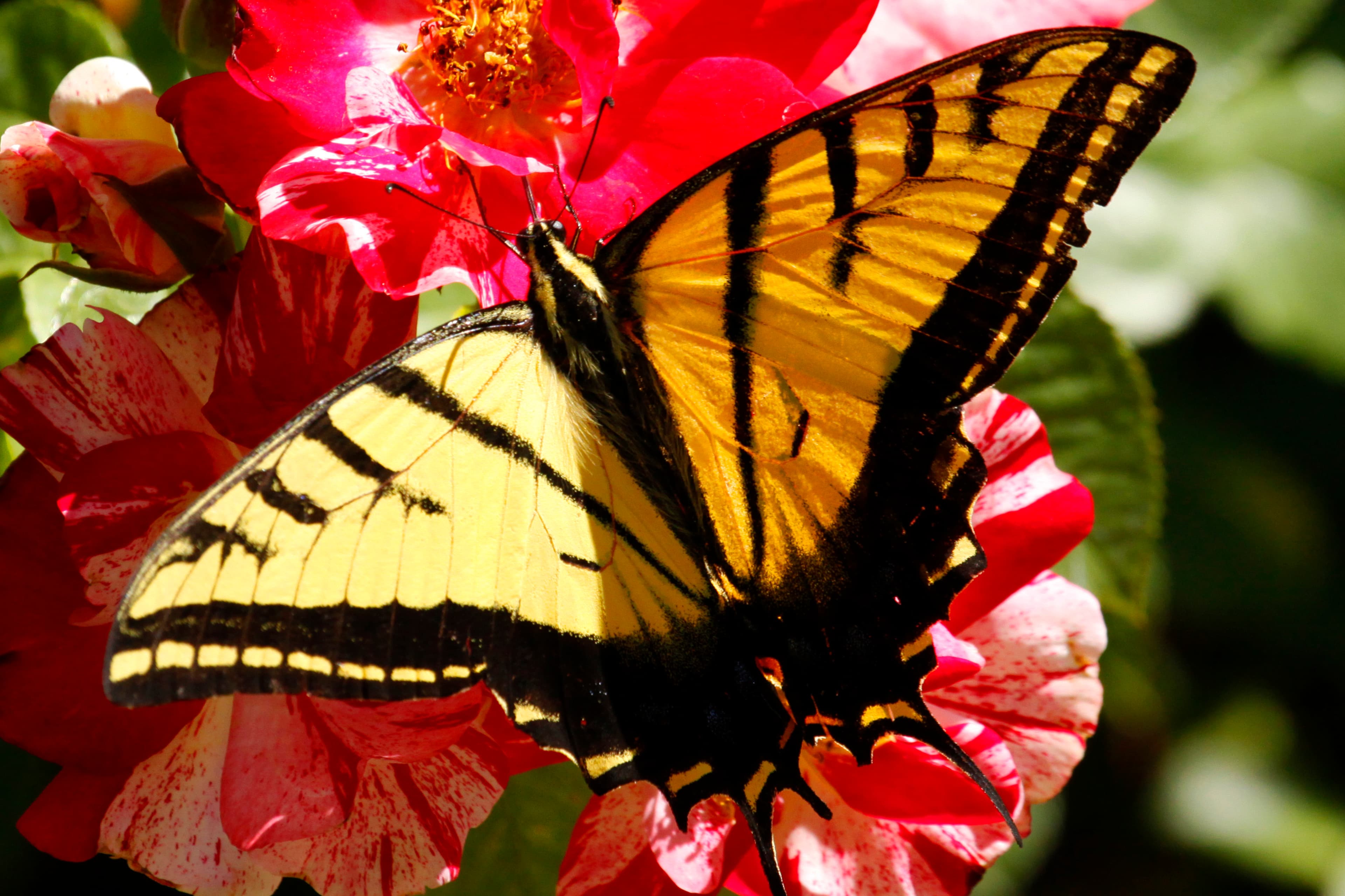 Papilio multicaudata