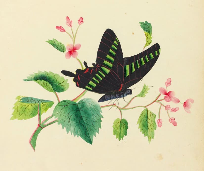 Artistic rendering of a striped butterfly