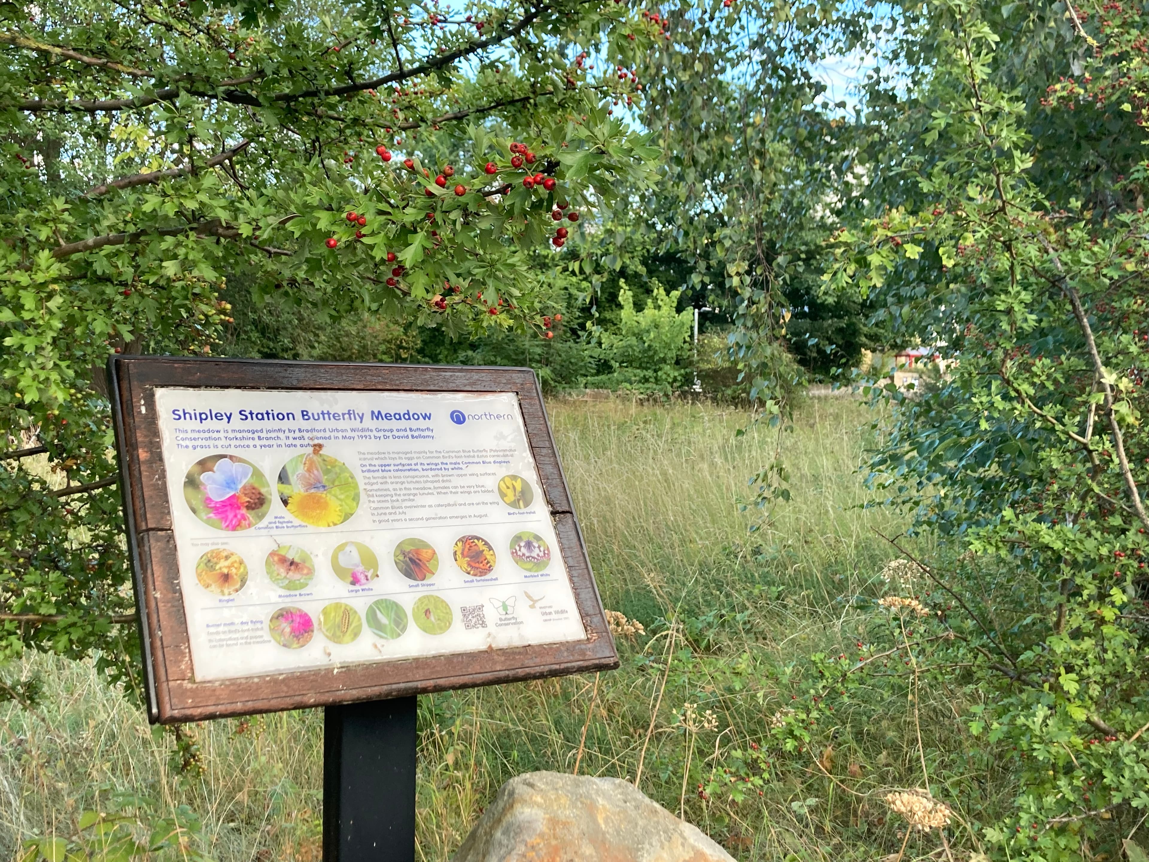 Common Blue Butterfly