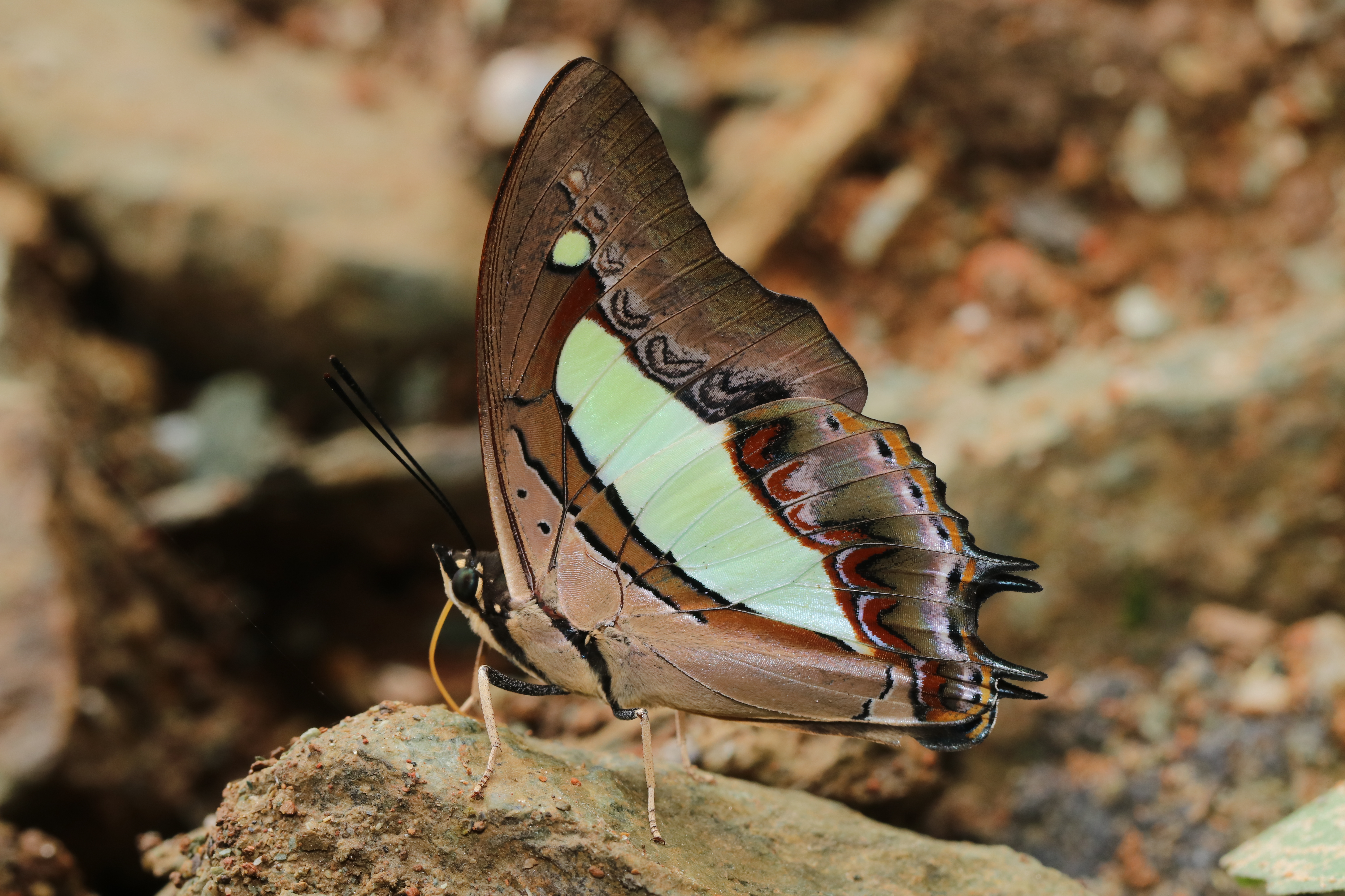 Charaxes bharata C. & R. Felder, 1867