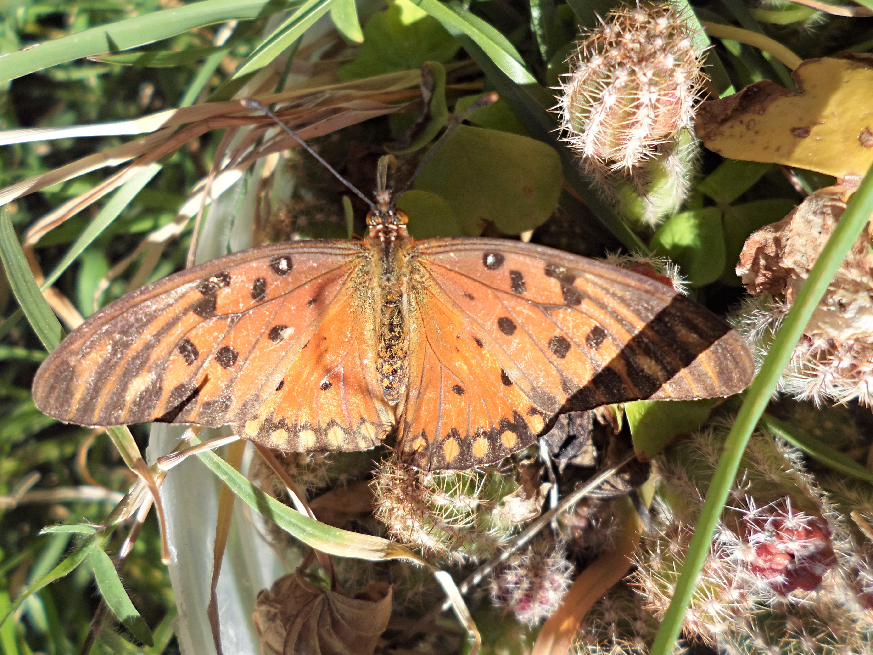 Gulf Fritillary