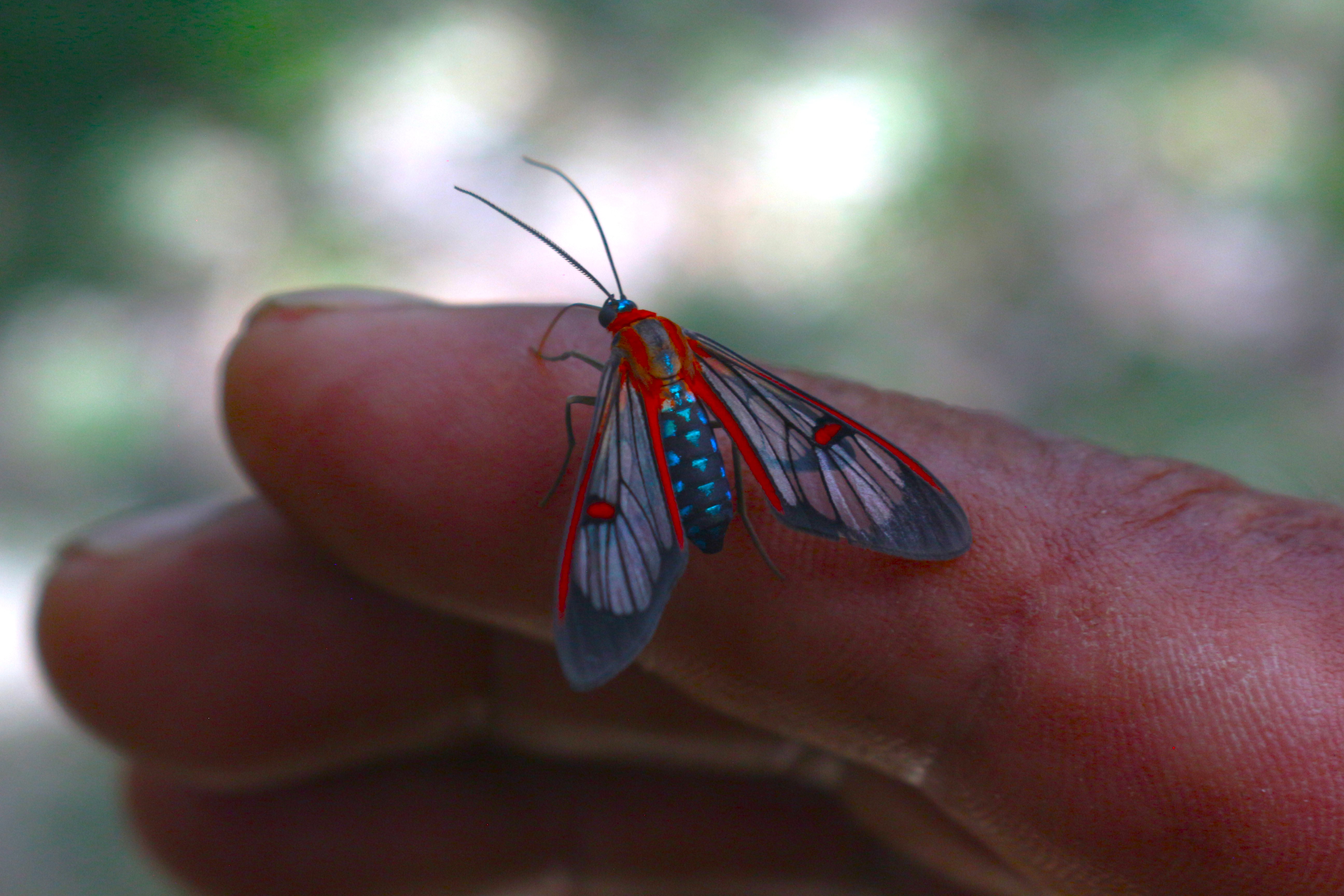 Red-veined Wasp-mimic Moth