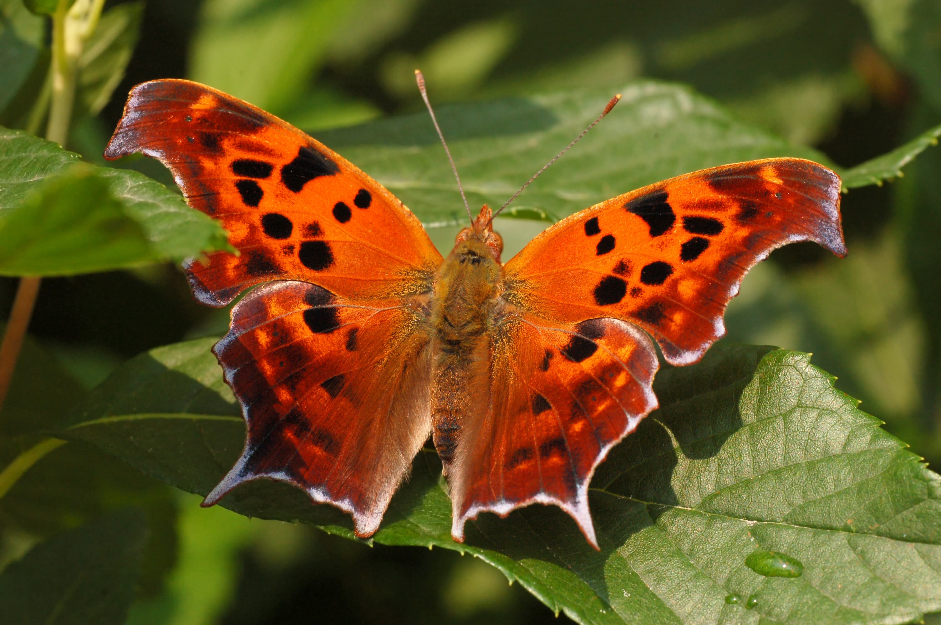 Polygonia interrogationis