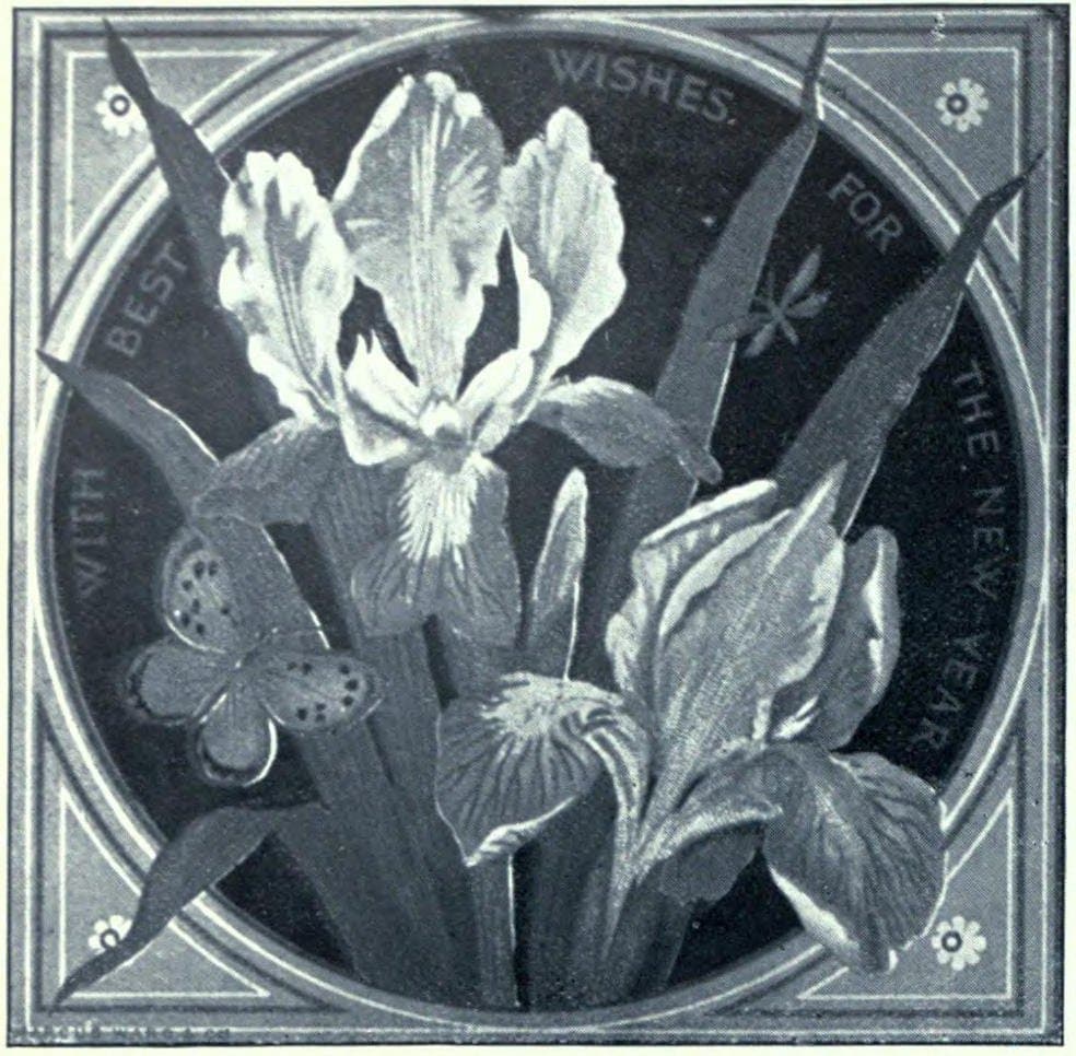 Unidentified Butterfly (Illustration)