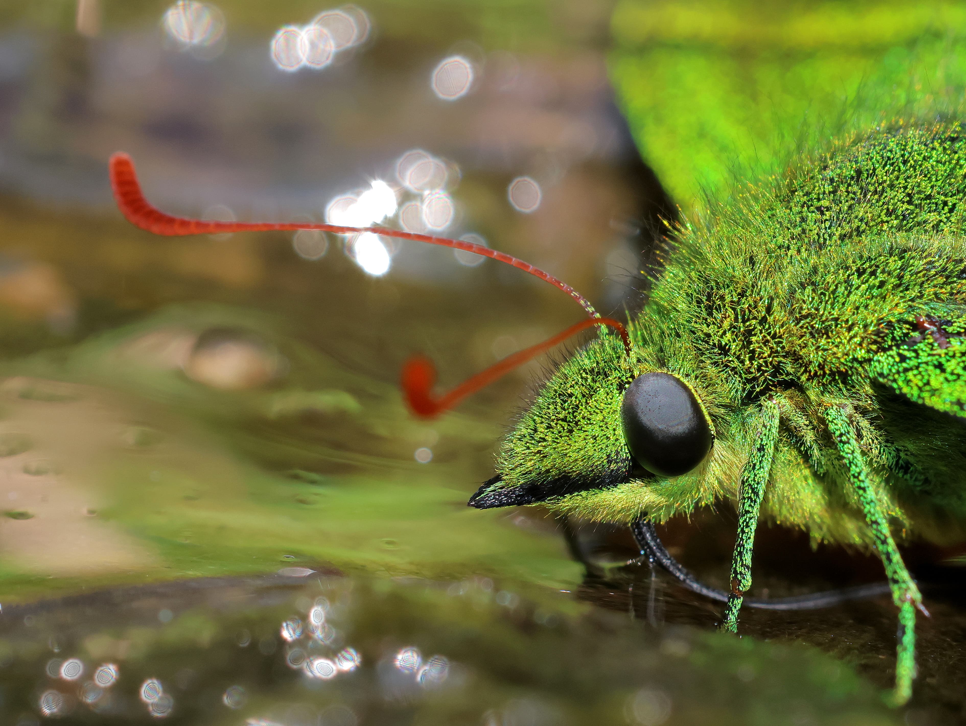 Teinopalpus imperialis Hope, 1843