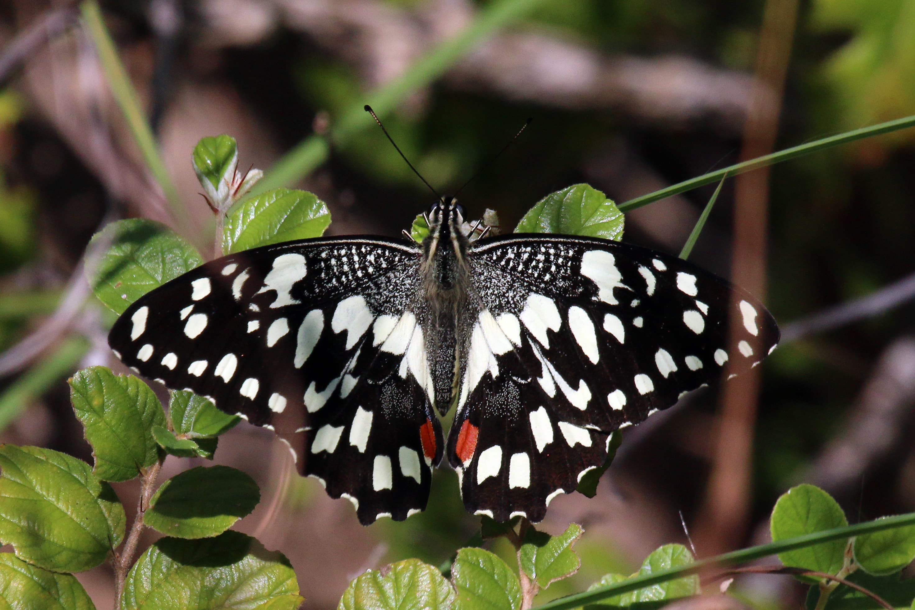 Papilio demoleus stenelinus
