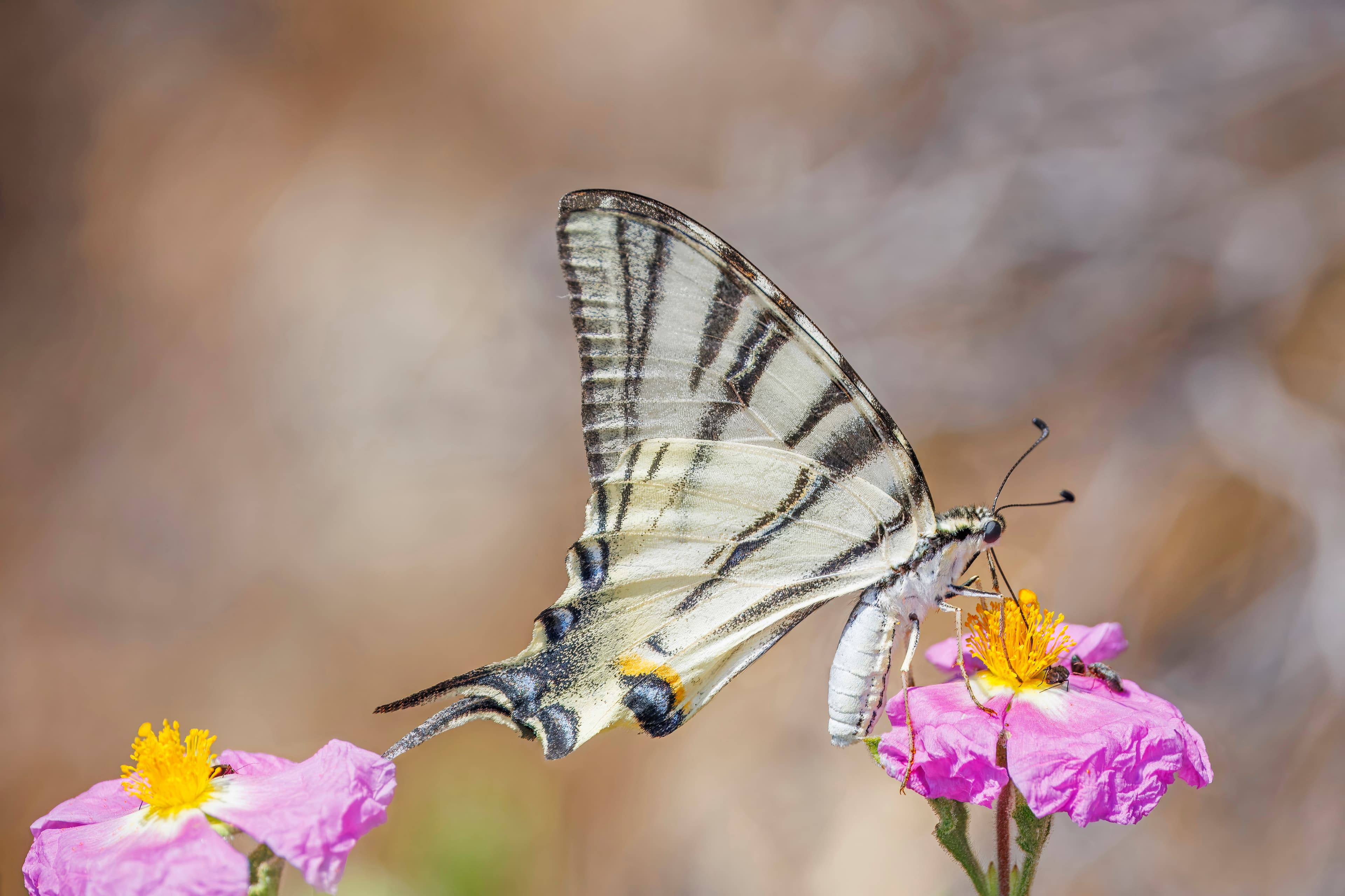Iphiclides podalirius podalirius