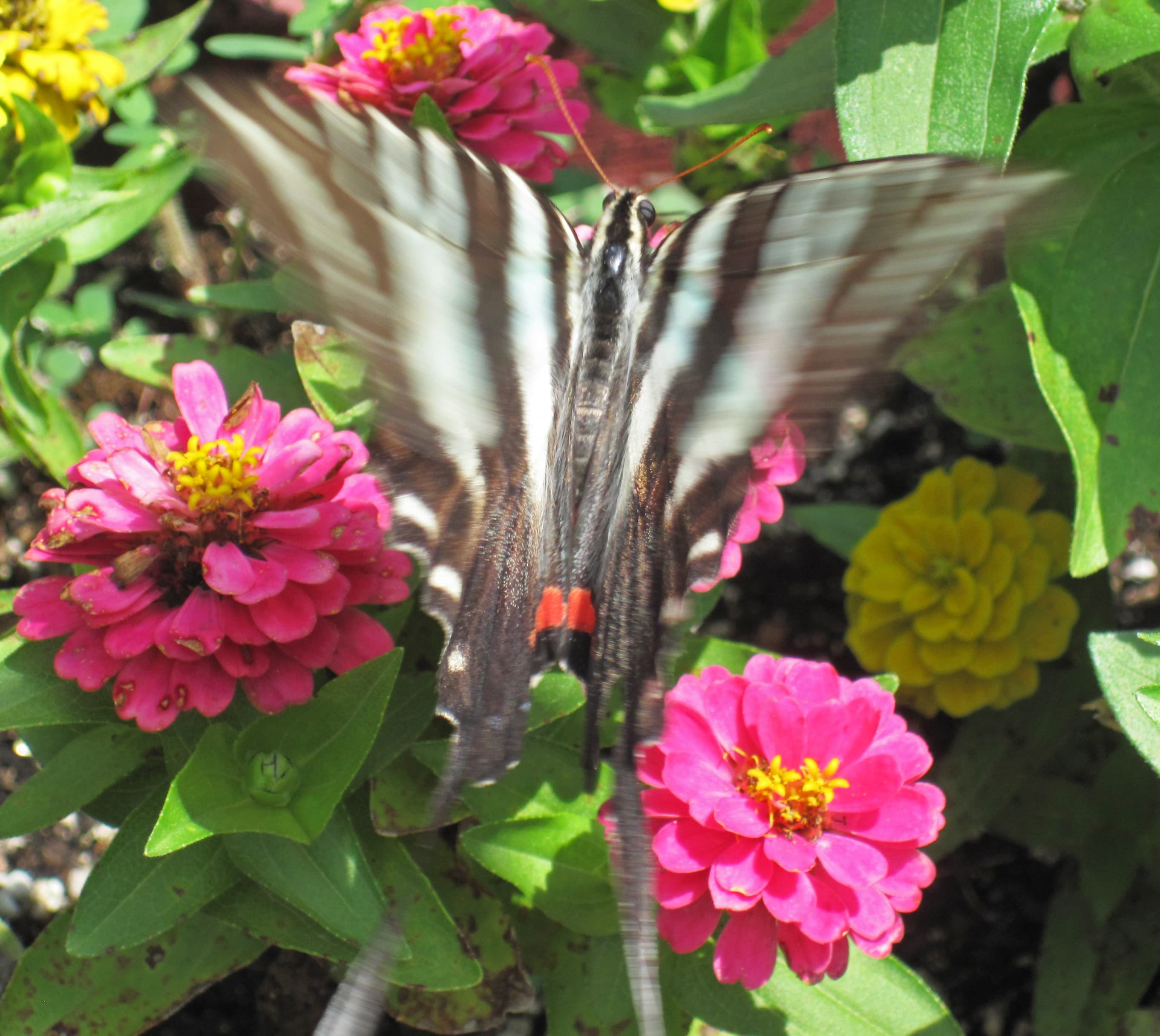 Zebra Swallowtail