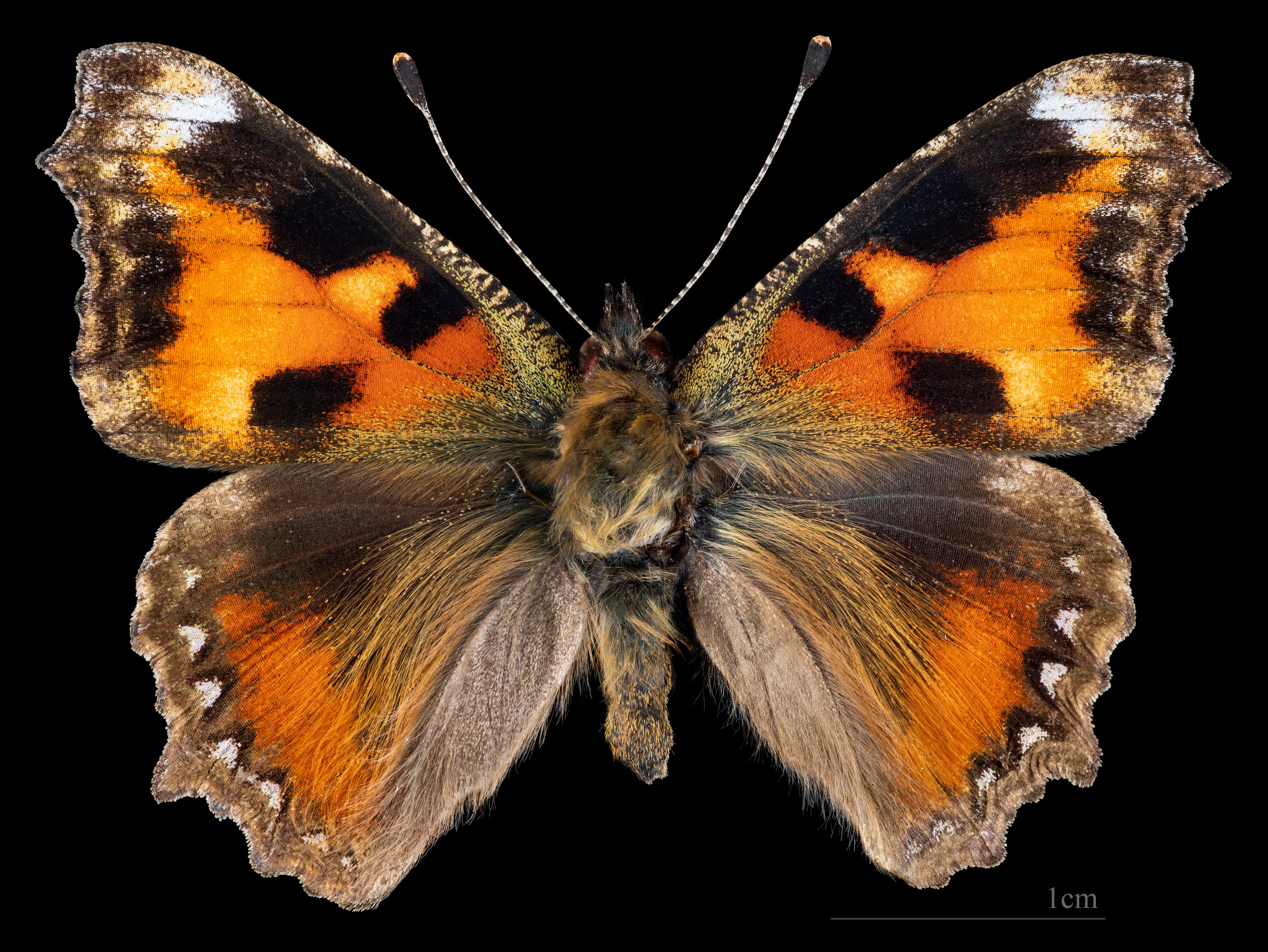 Aglais urticae