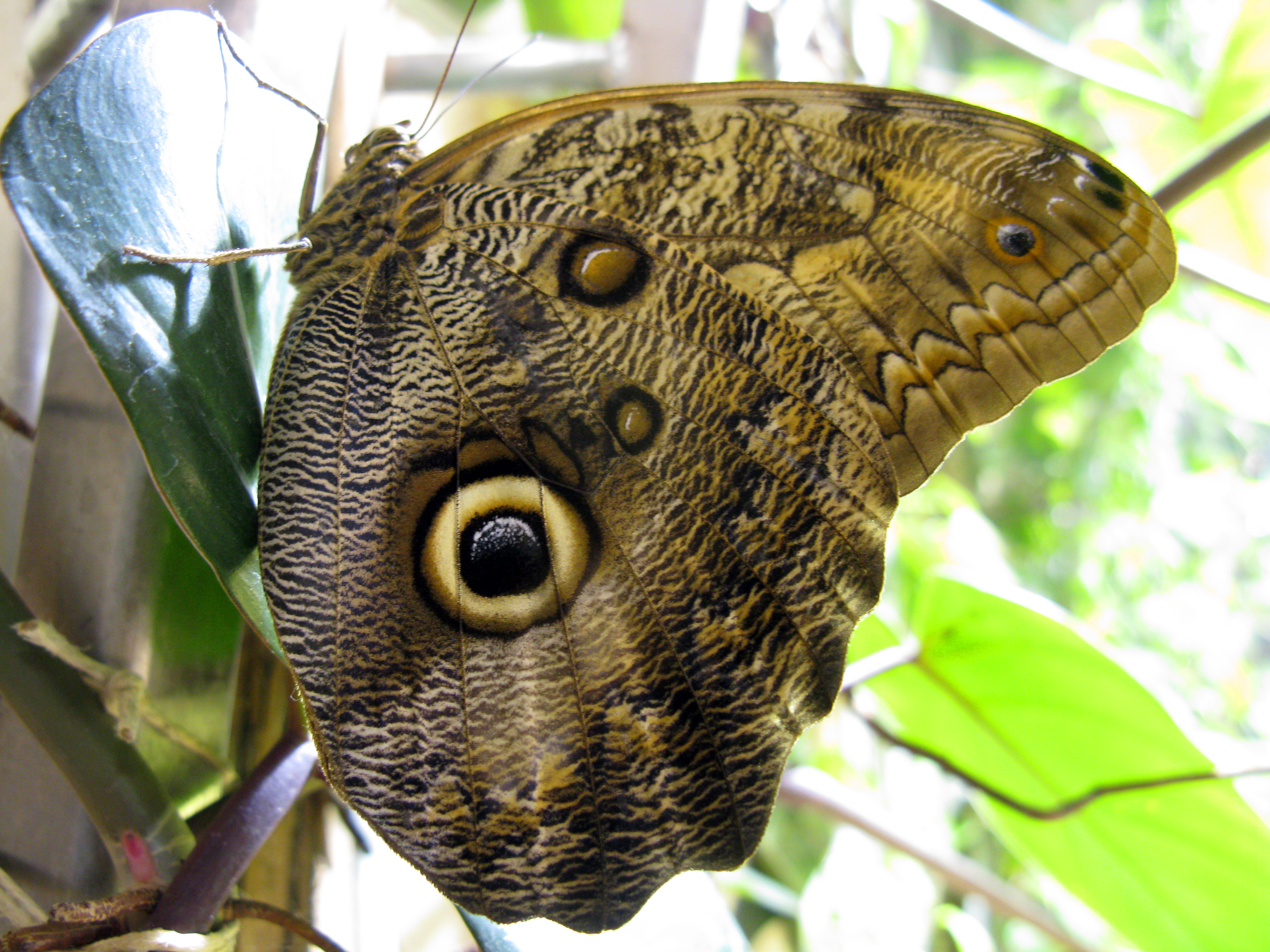 Caligo