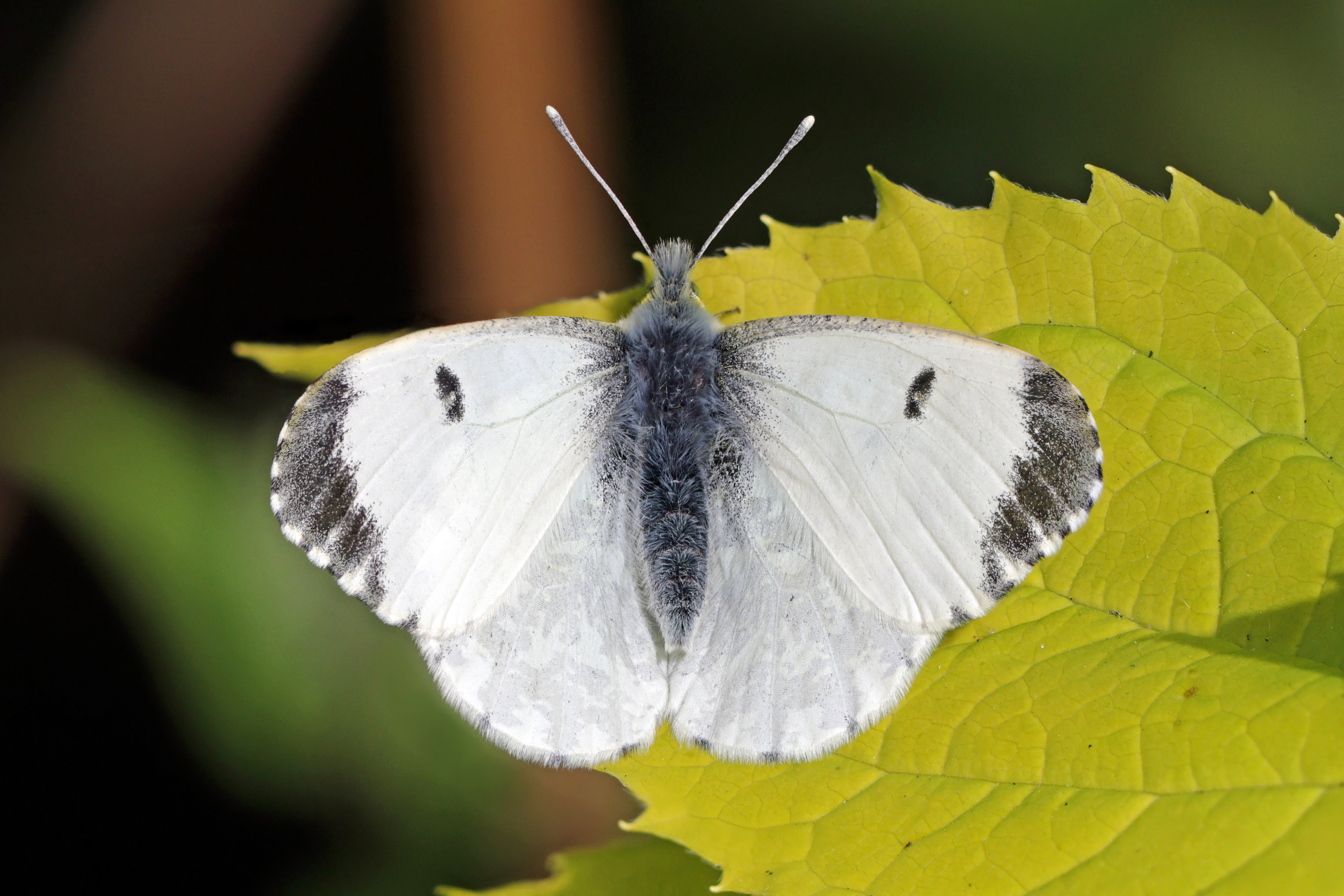 Anthocharis cardamines