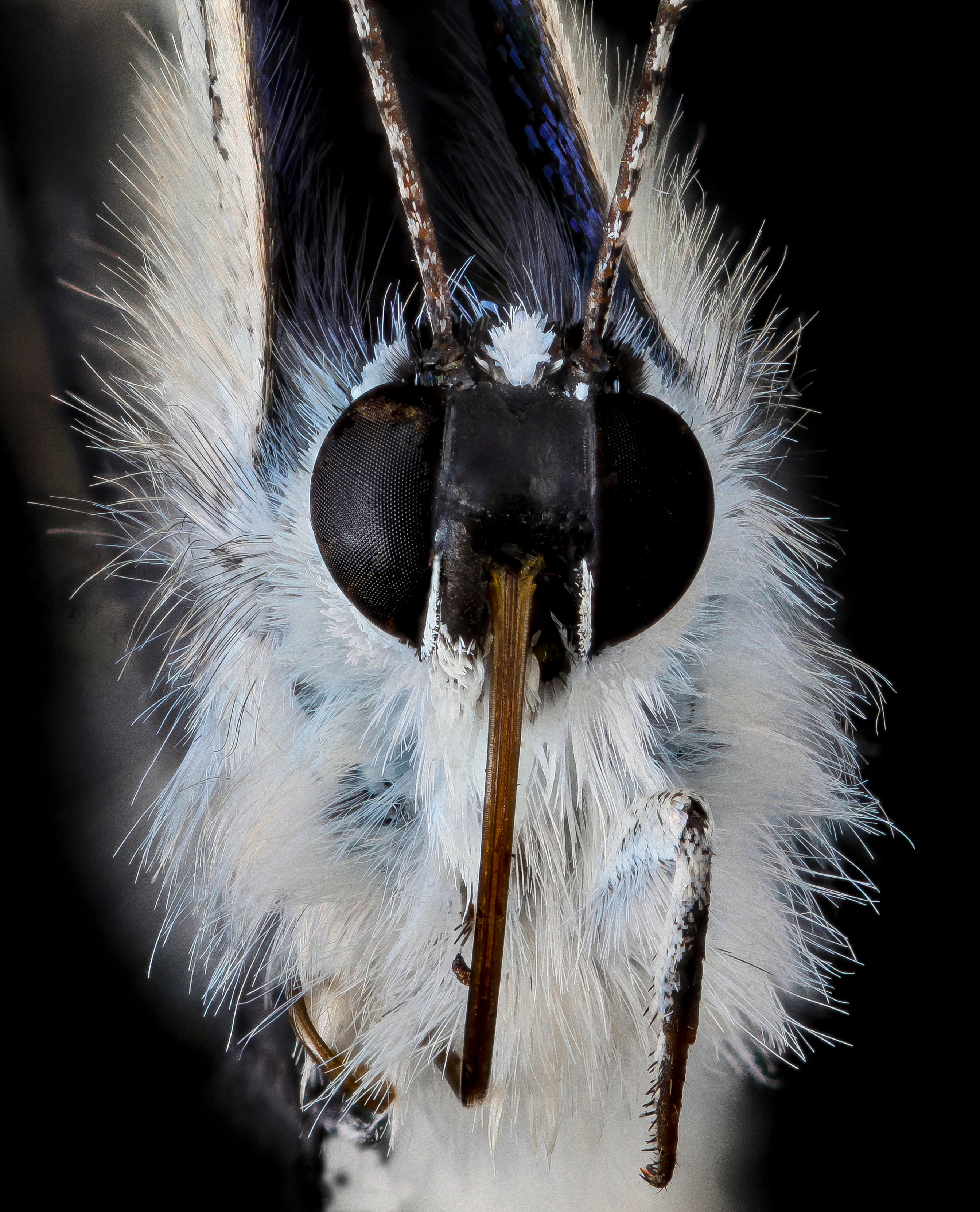 Lycaeides melissa samuelis