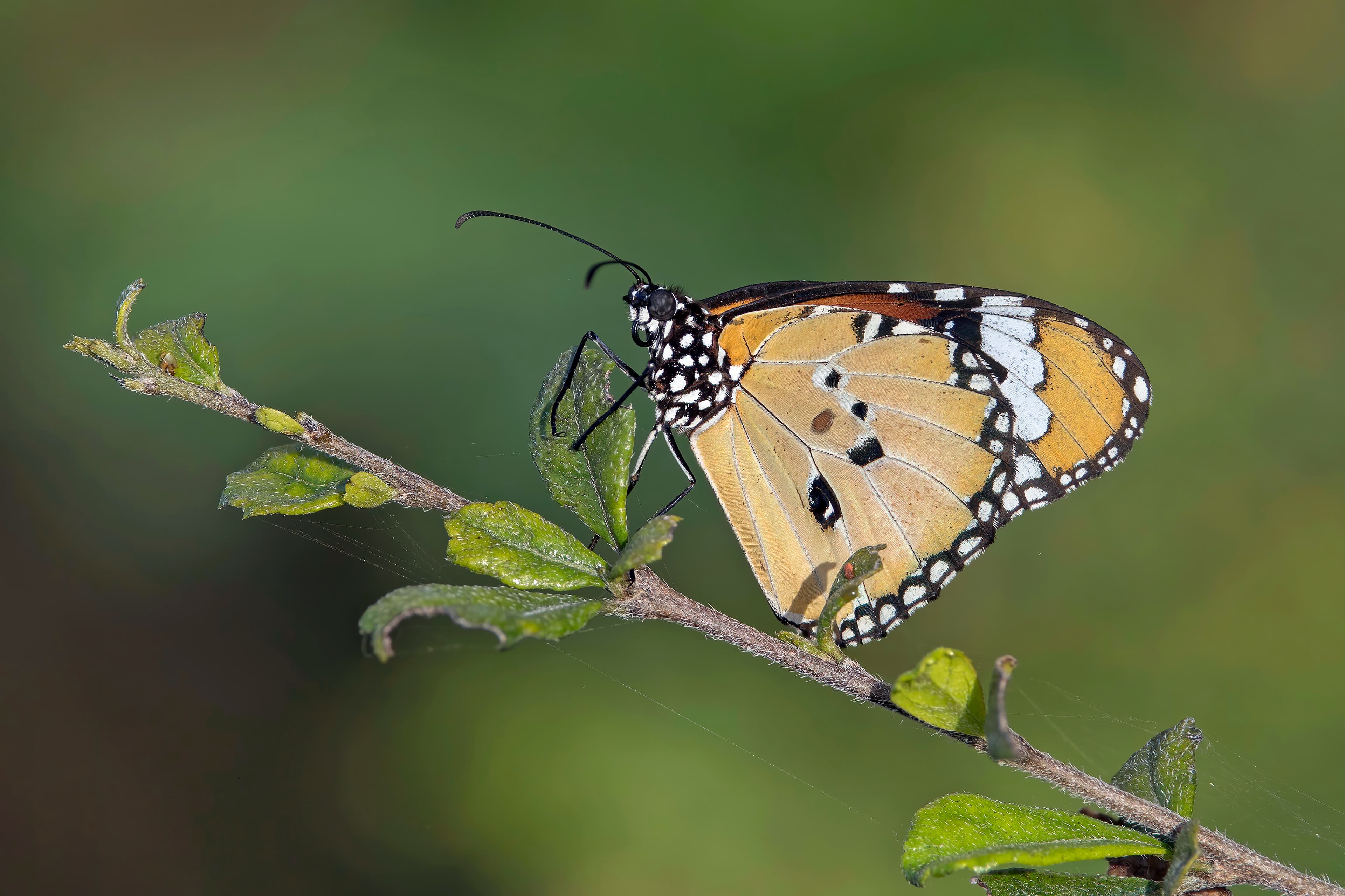 Danaus chrysippus chrysippus
