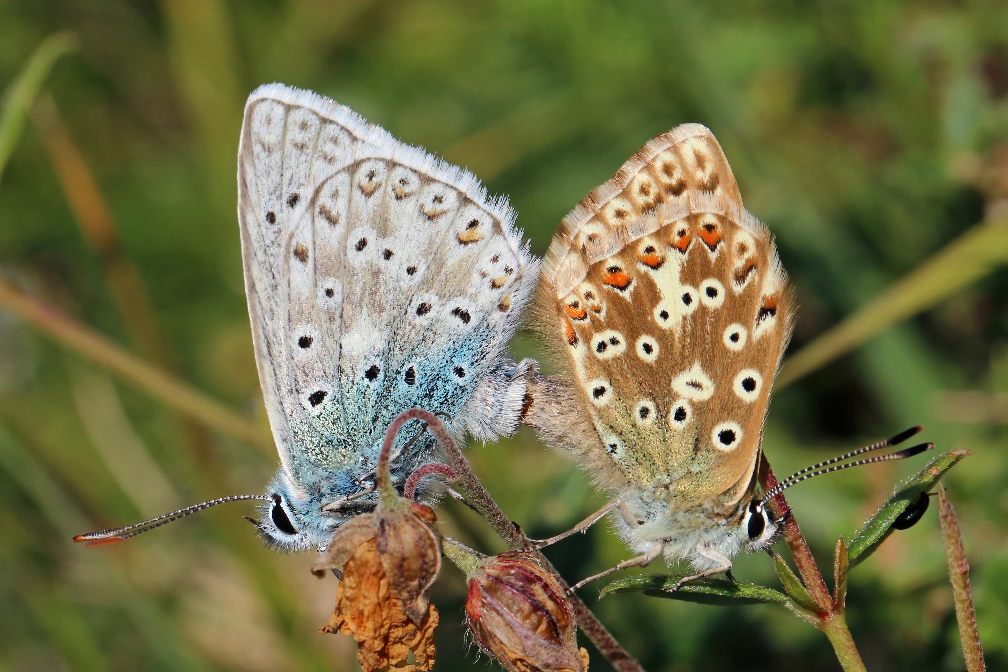 Polyommatus coridon