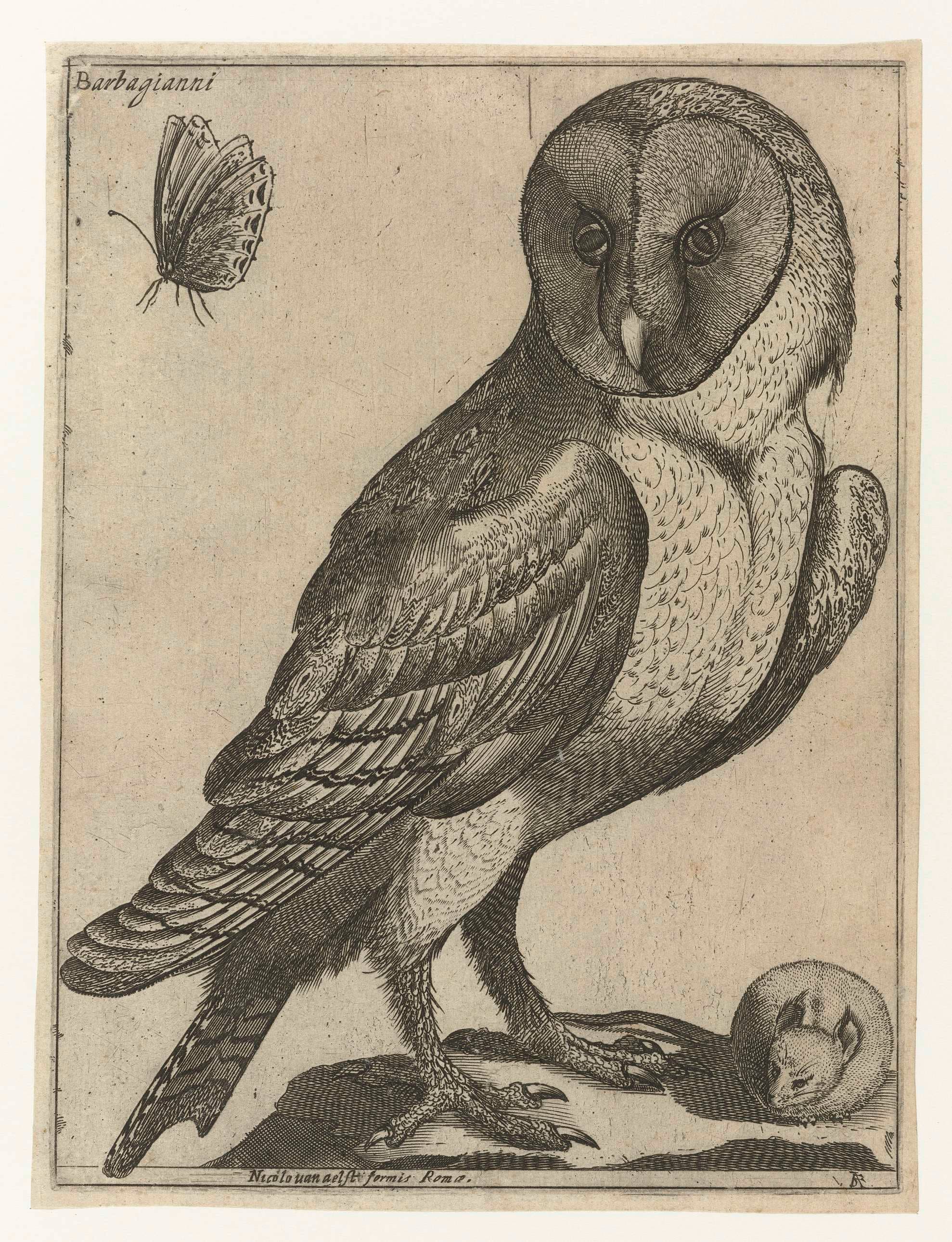 Unidentified Butterfly